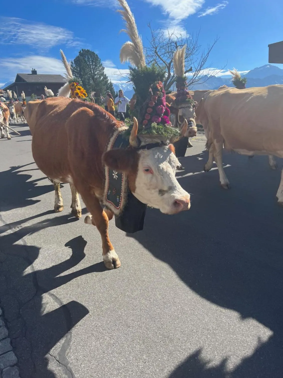 Pets in Hotel Fassbind Beausite