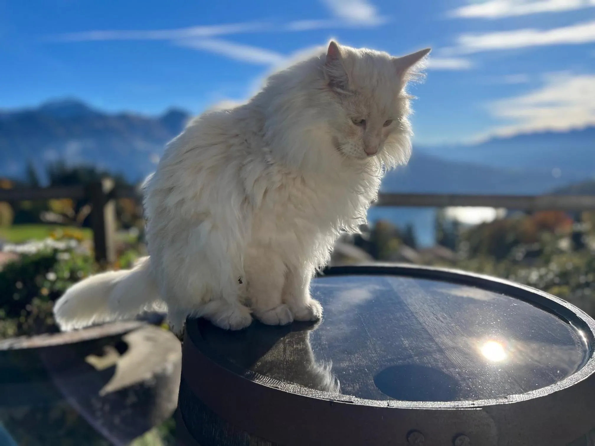 Animals in Hotel Fassbind Beausite