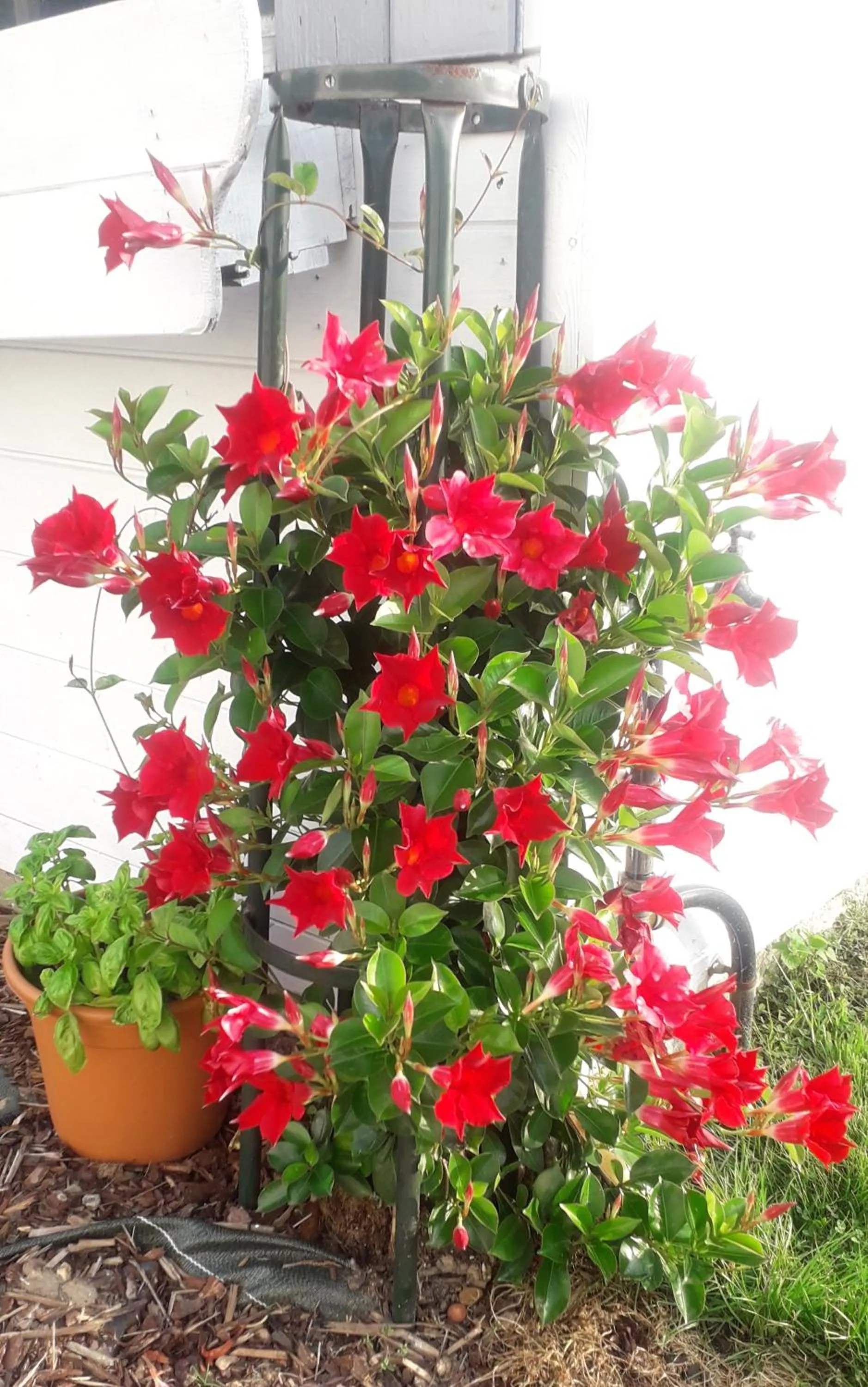 Blingel, Lovely house with 1st Class Breakfast