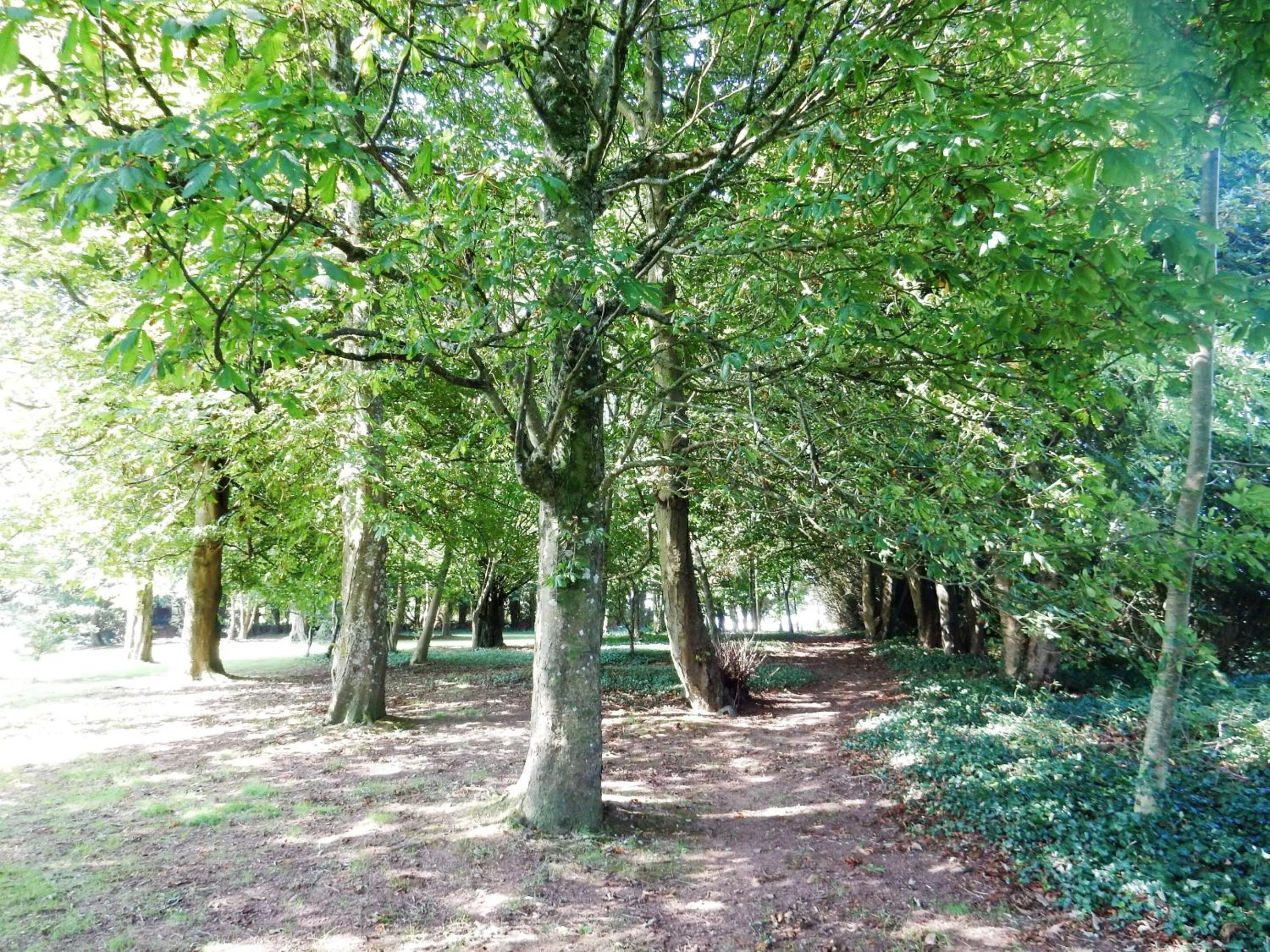 Garden in Sheena's Dartmouth Chalets