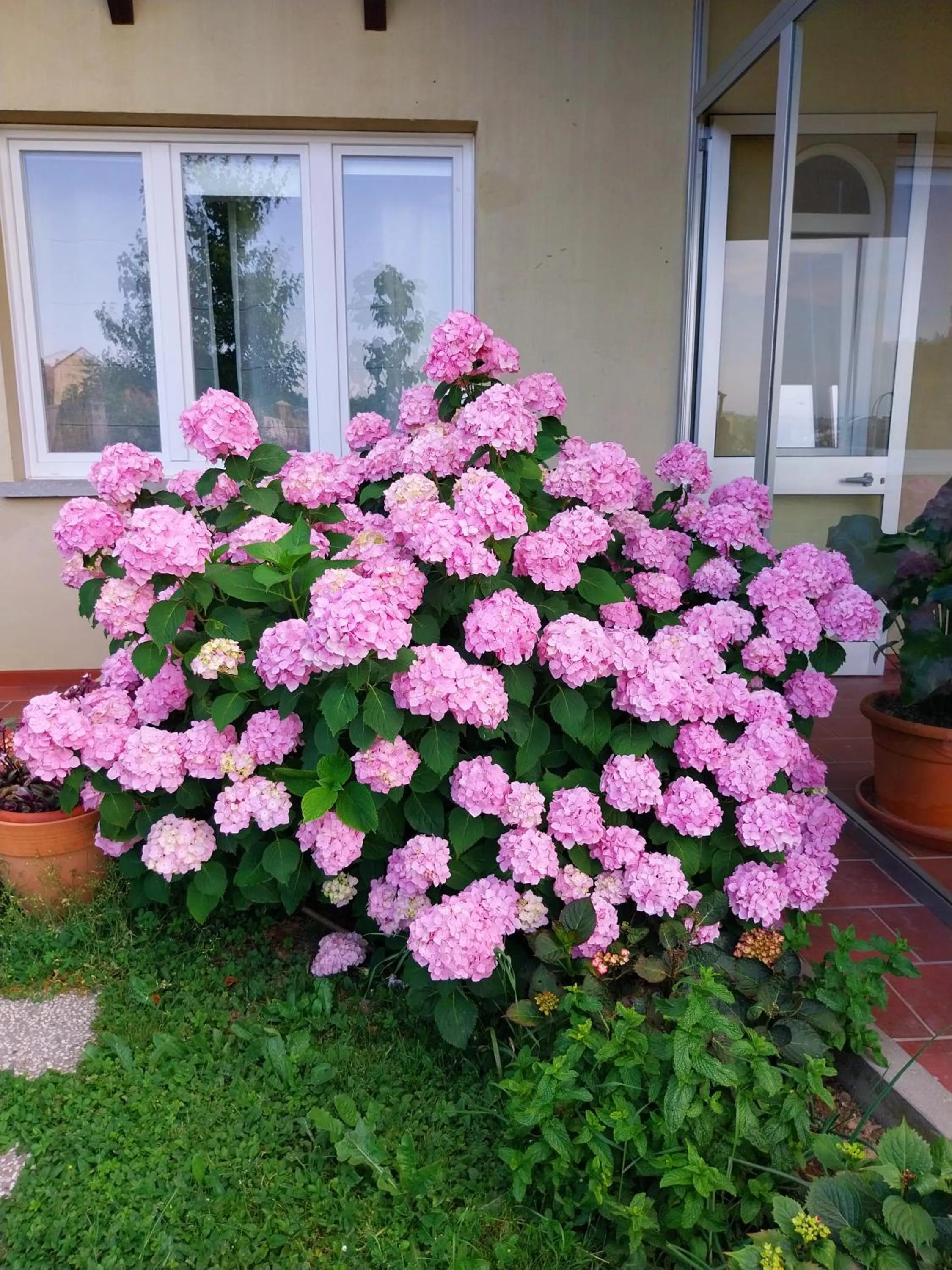 Garden in Villa Bellavista Alba, B&B