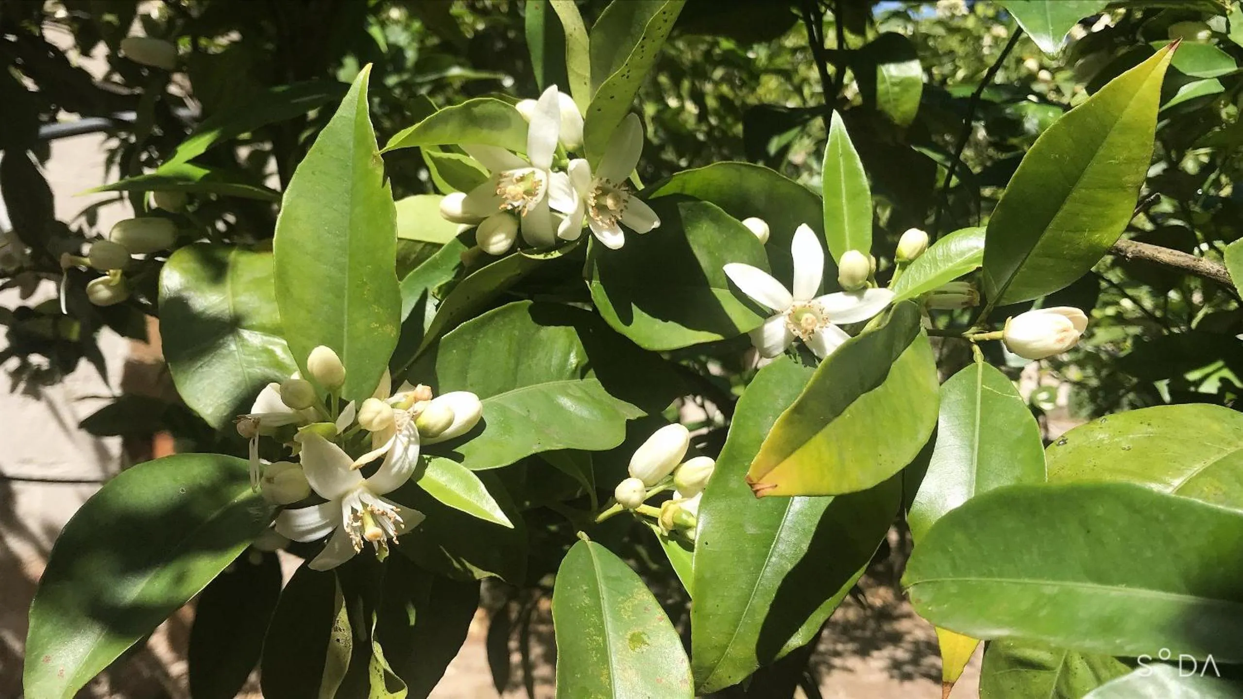 Garden in Antica Casina B&B di Charme