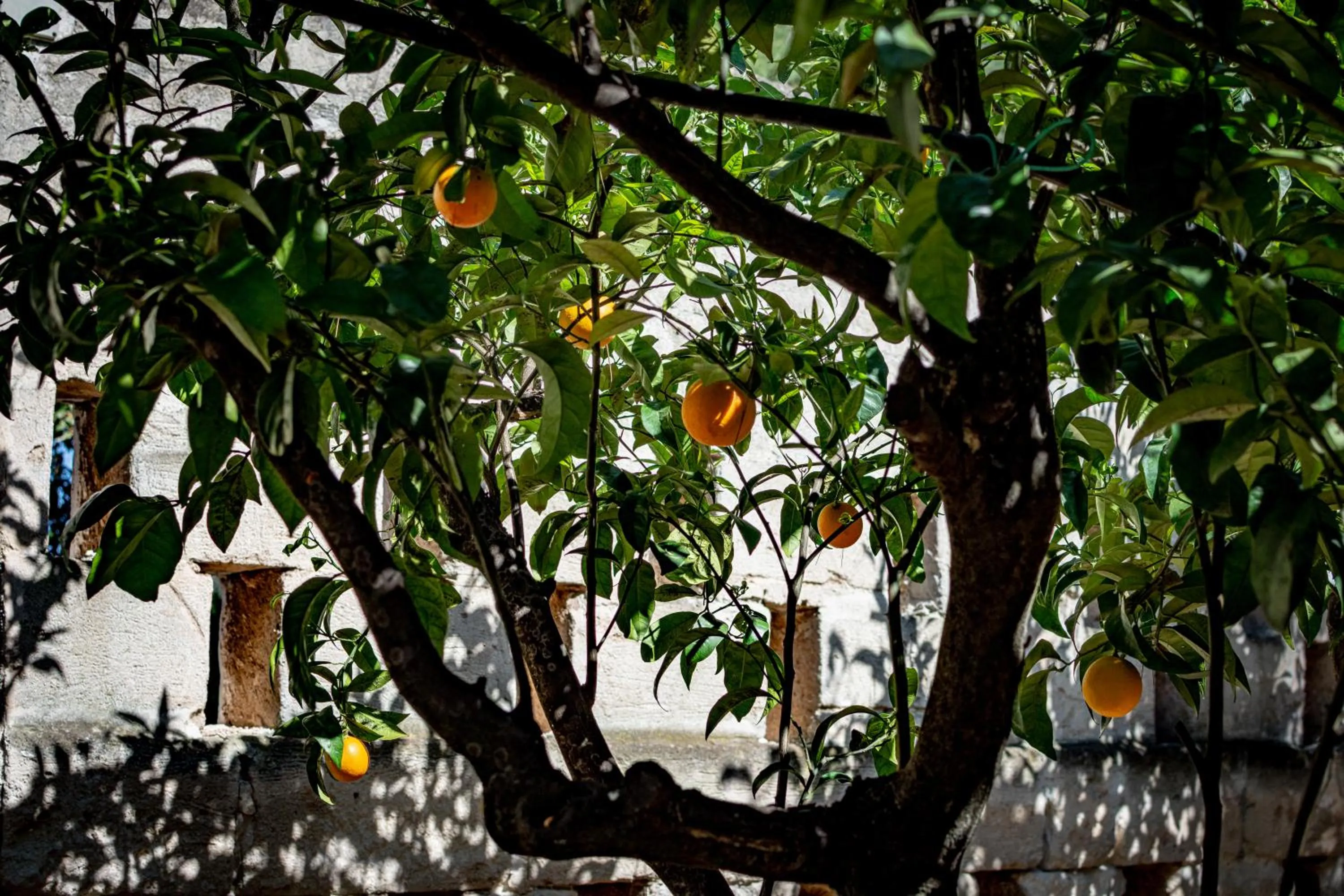 Garden view in Antica Casina B&B di Charme