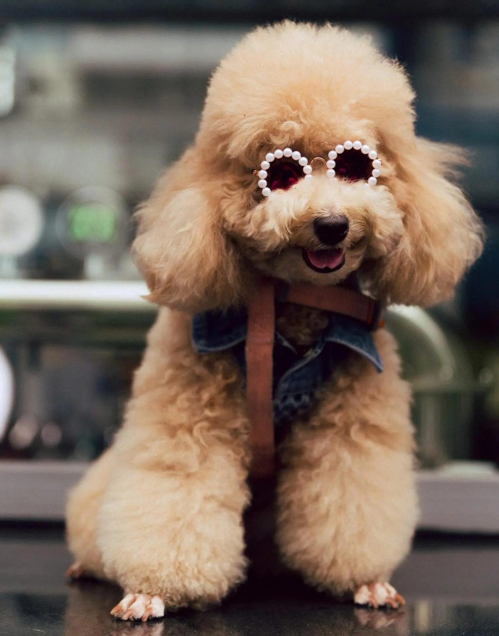 Pets in Wink Saigon Centre, Unscripted by Hyatt