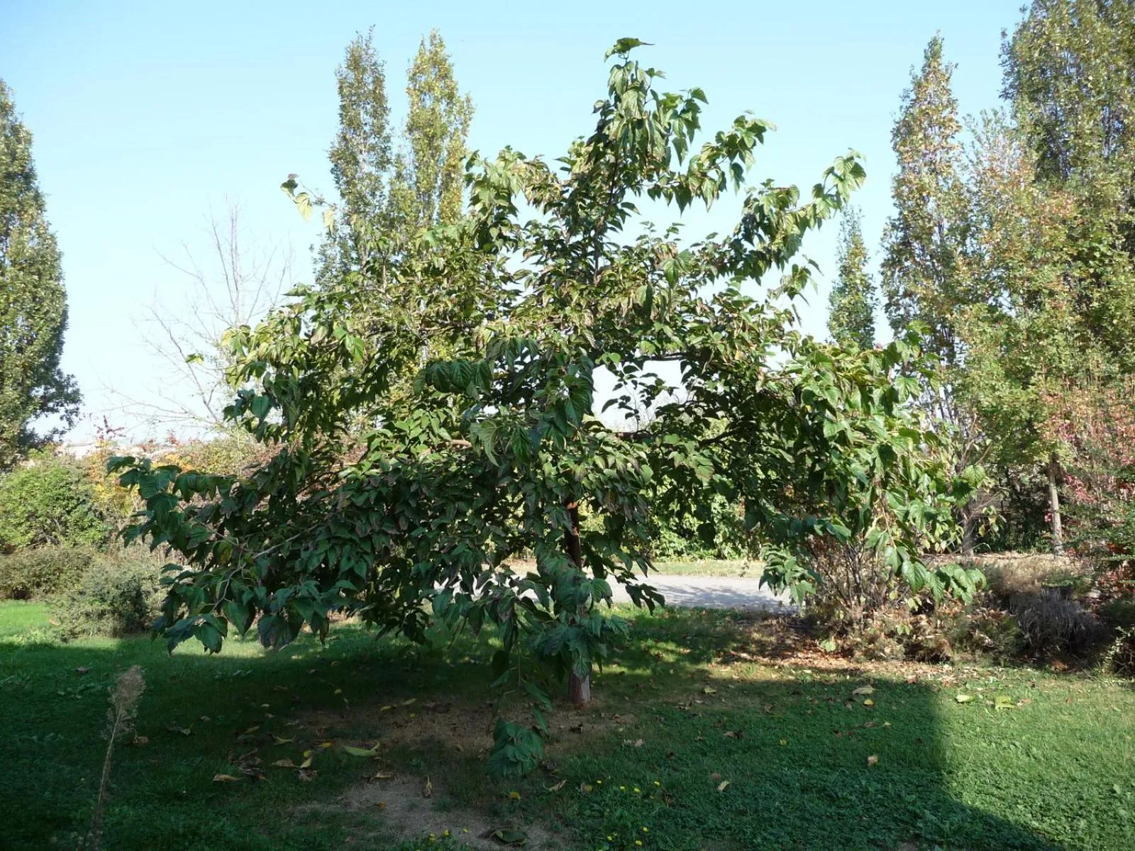 Garden in Casa Flosa Room & Breakfast