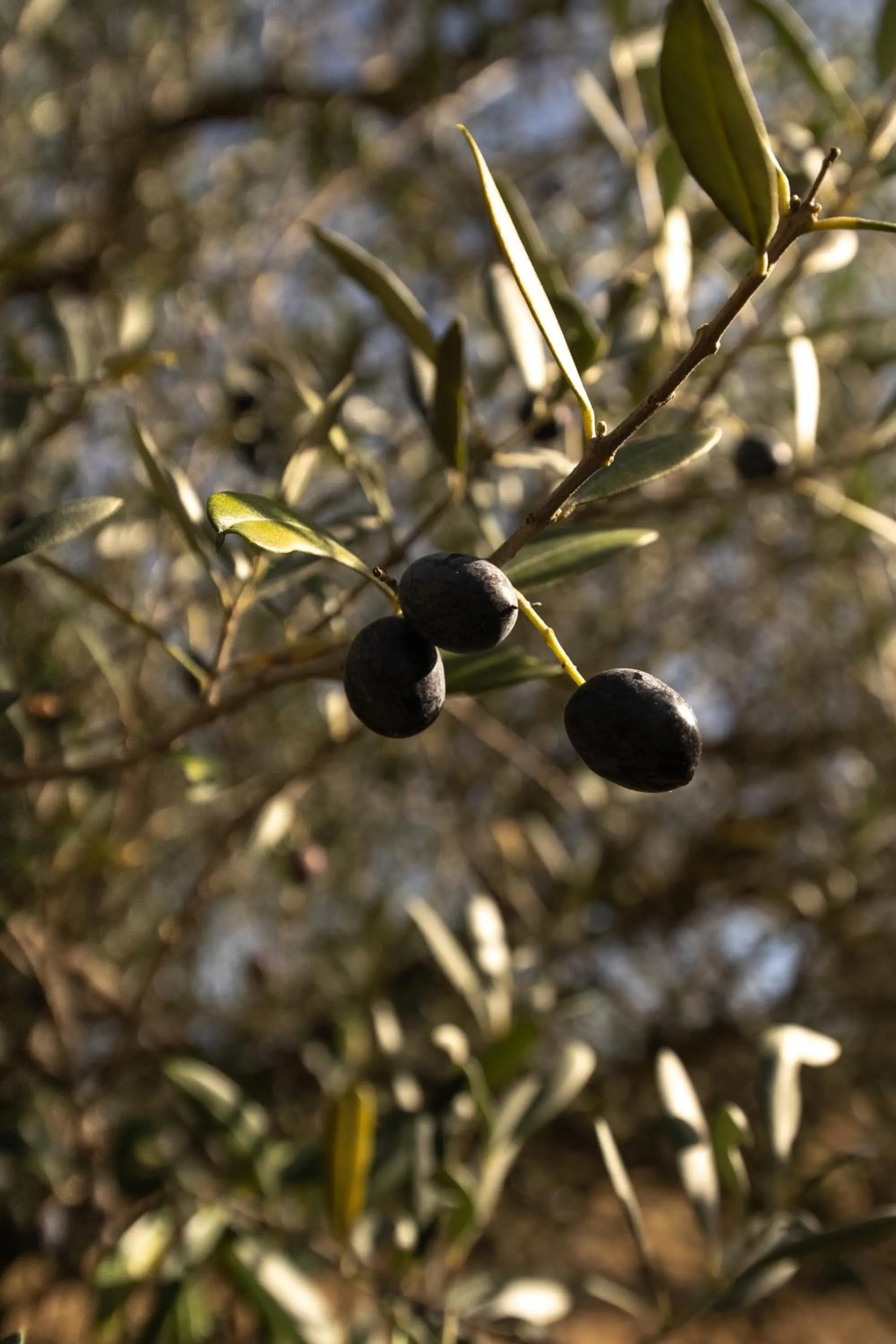 Natural landscape in Boutique Hotel Villa Monty Banks