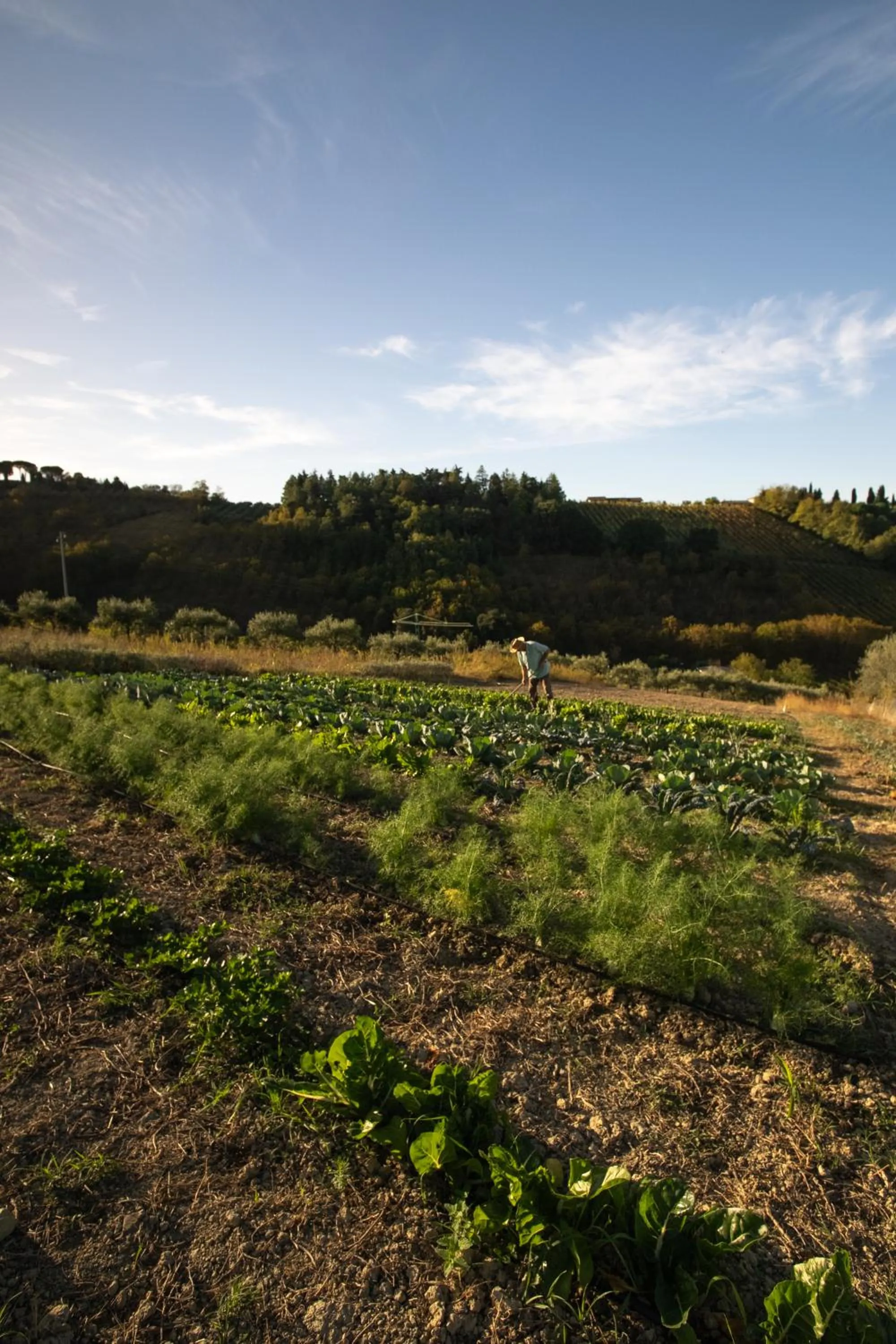 Natural landscape in Boutique Hotel Villa Monty Banks