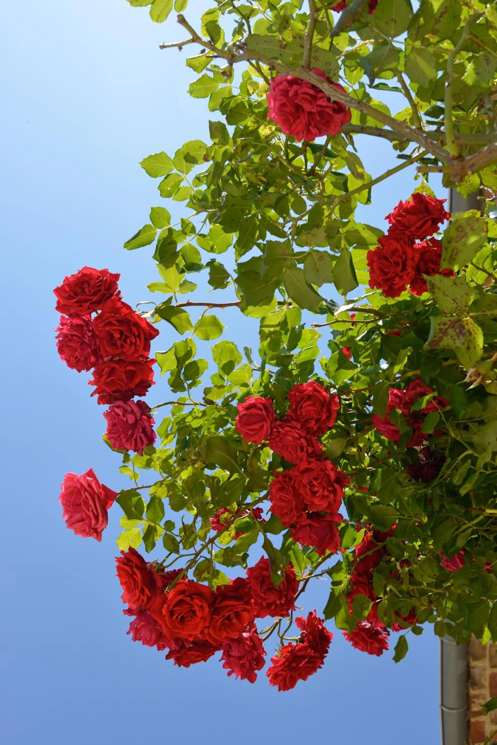 Garden view in Hotel Le Mas de Rivet