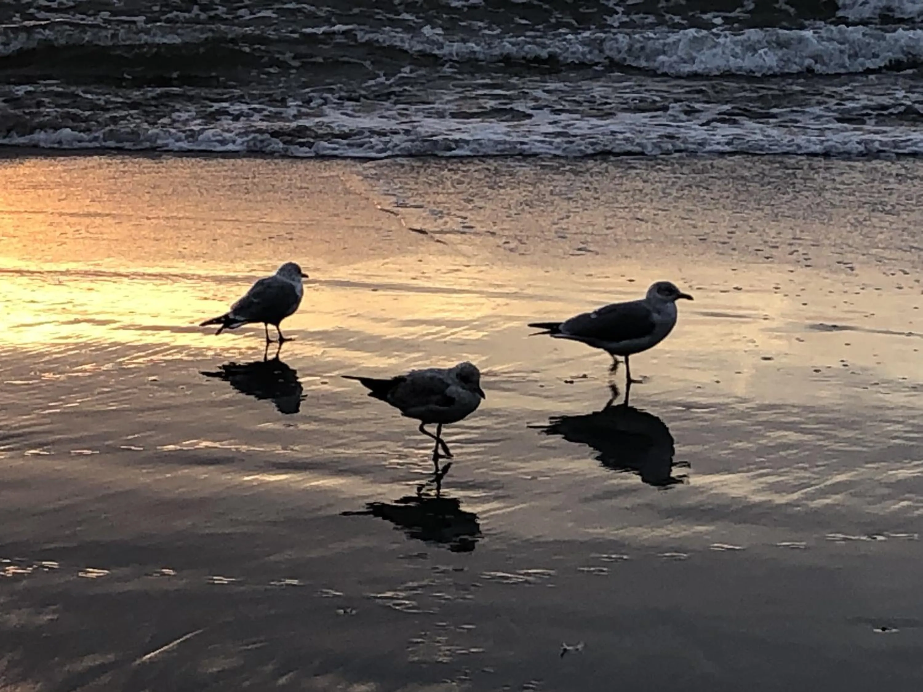 Natural landscape in Luxury 2 bedroom 2 bathroom Ocean Front Condo on the 12th floor for 8