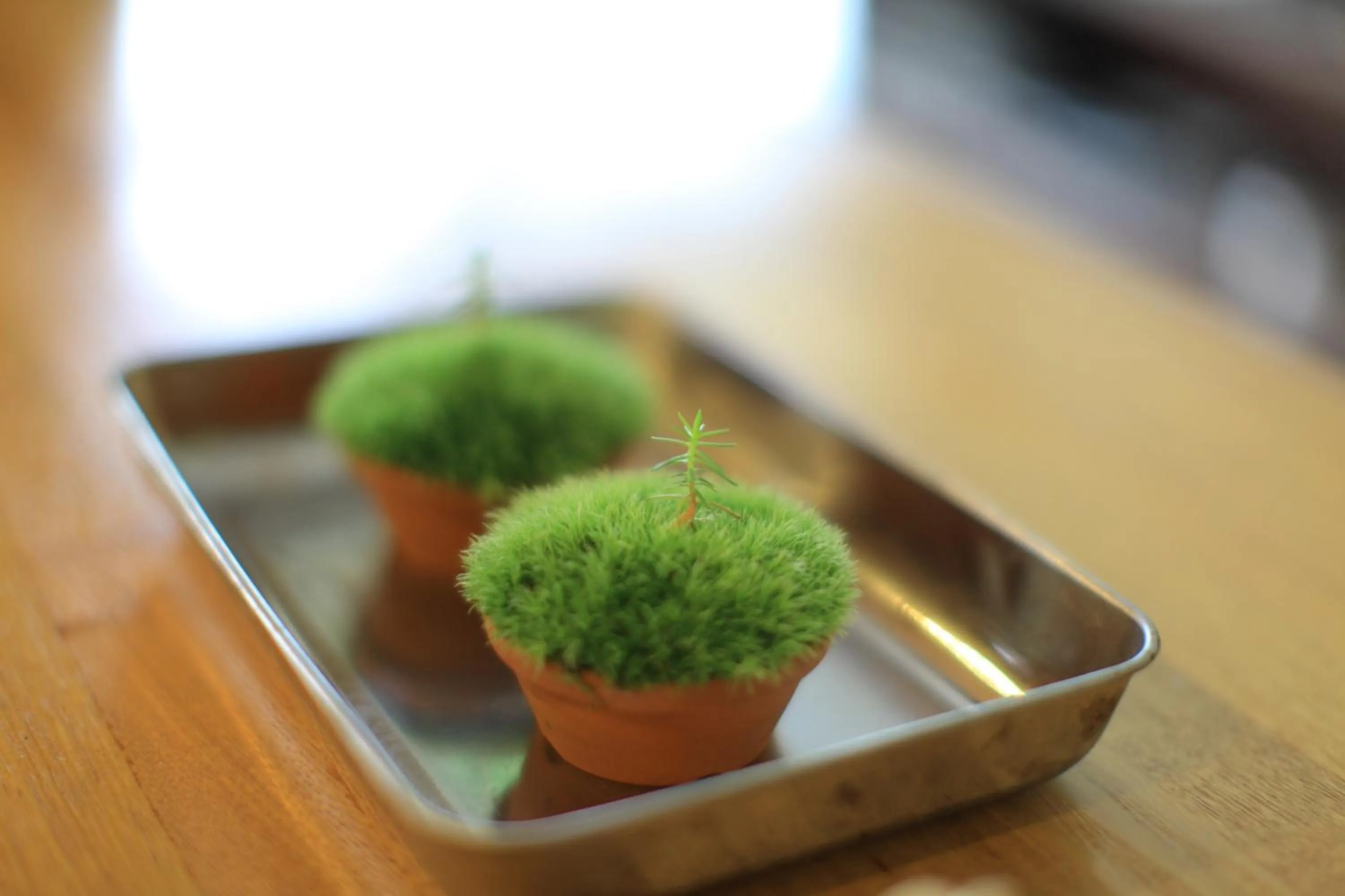 Decorative detail in Yakushima Minsyuku Suginoko