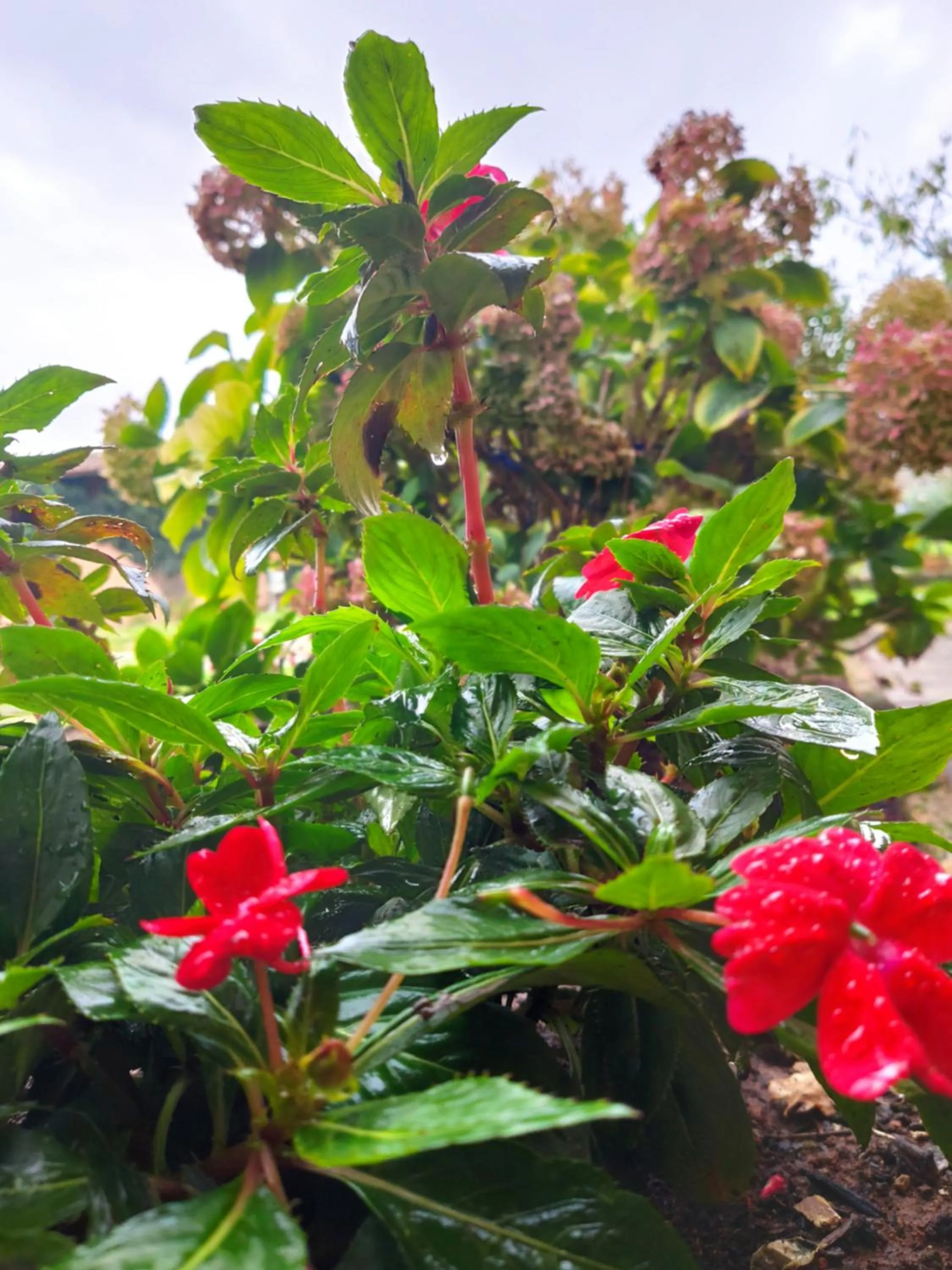 Garden view in DIMORA MARELLA Patrica - Frosinone