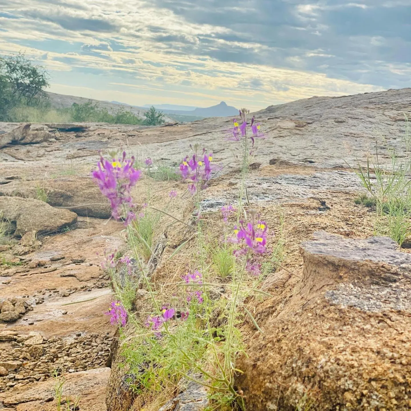 Natural landscape in Ondudu Safari Lodge