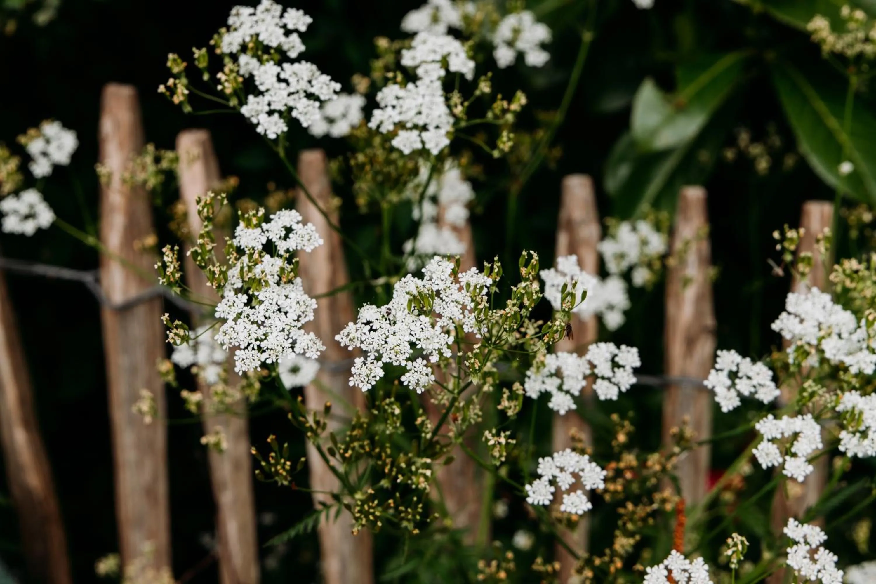 Garden in Boutique B&B Oud Aa