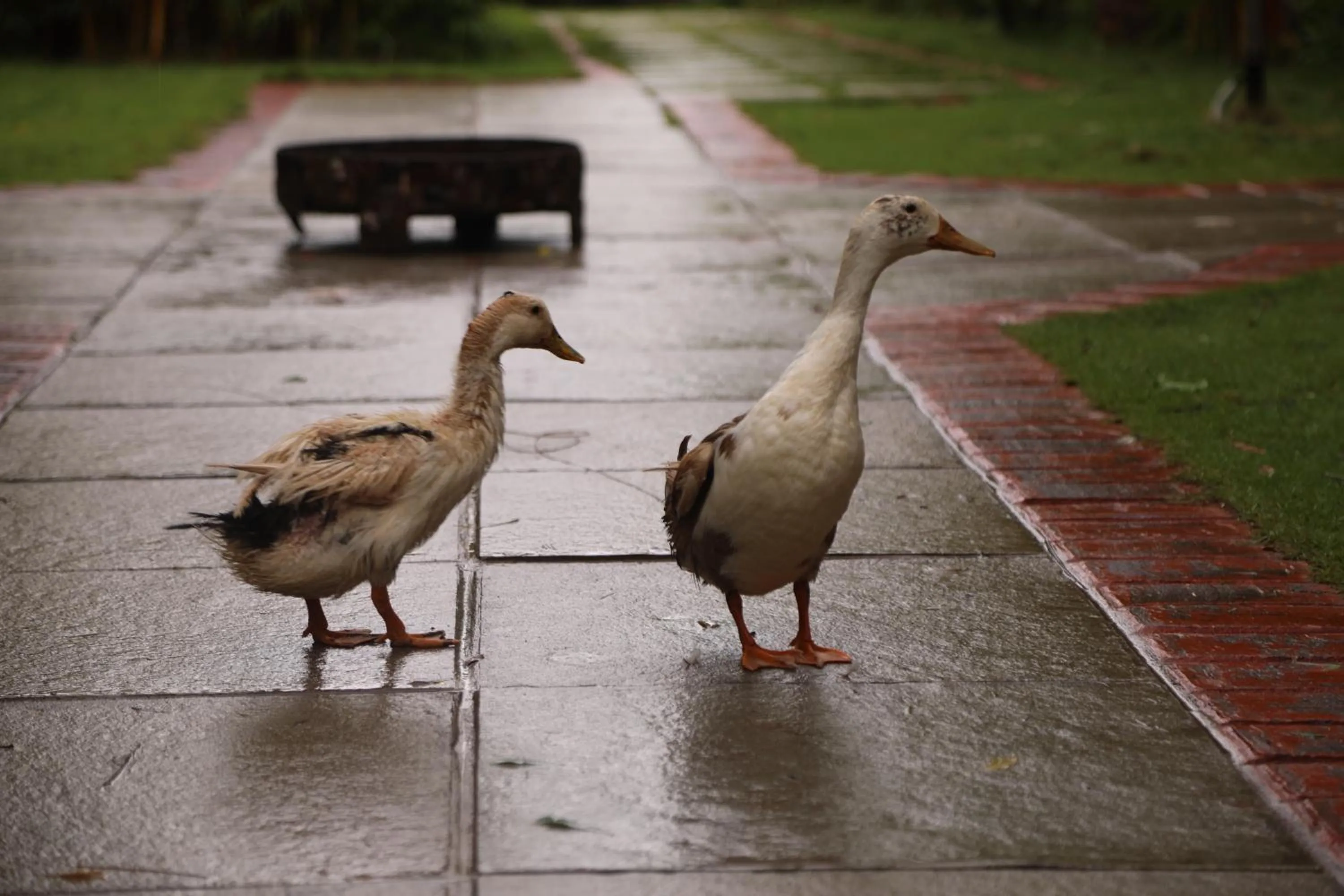 Animals in Brown Town Resort & Spa