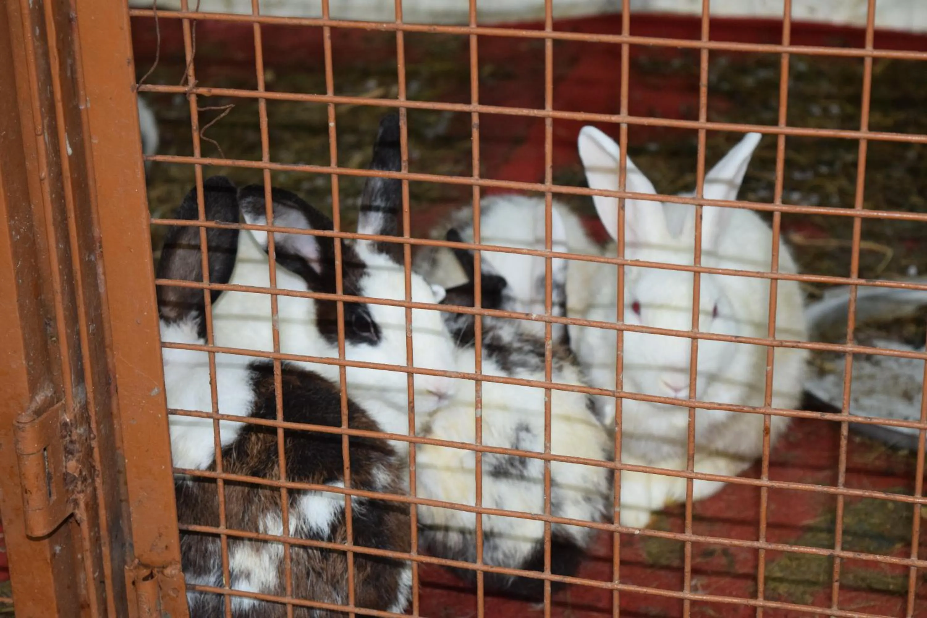 Pets in Brown Town Resort & Spa