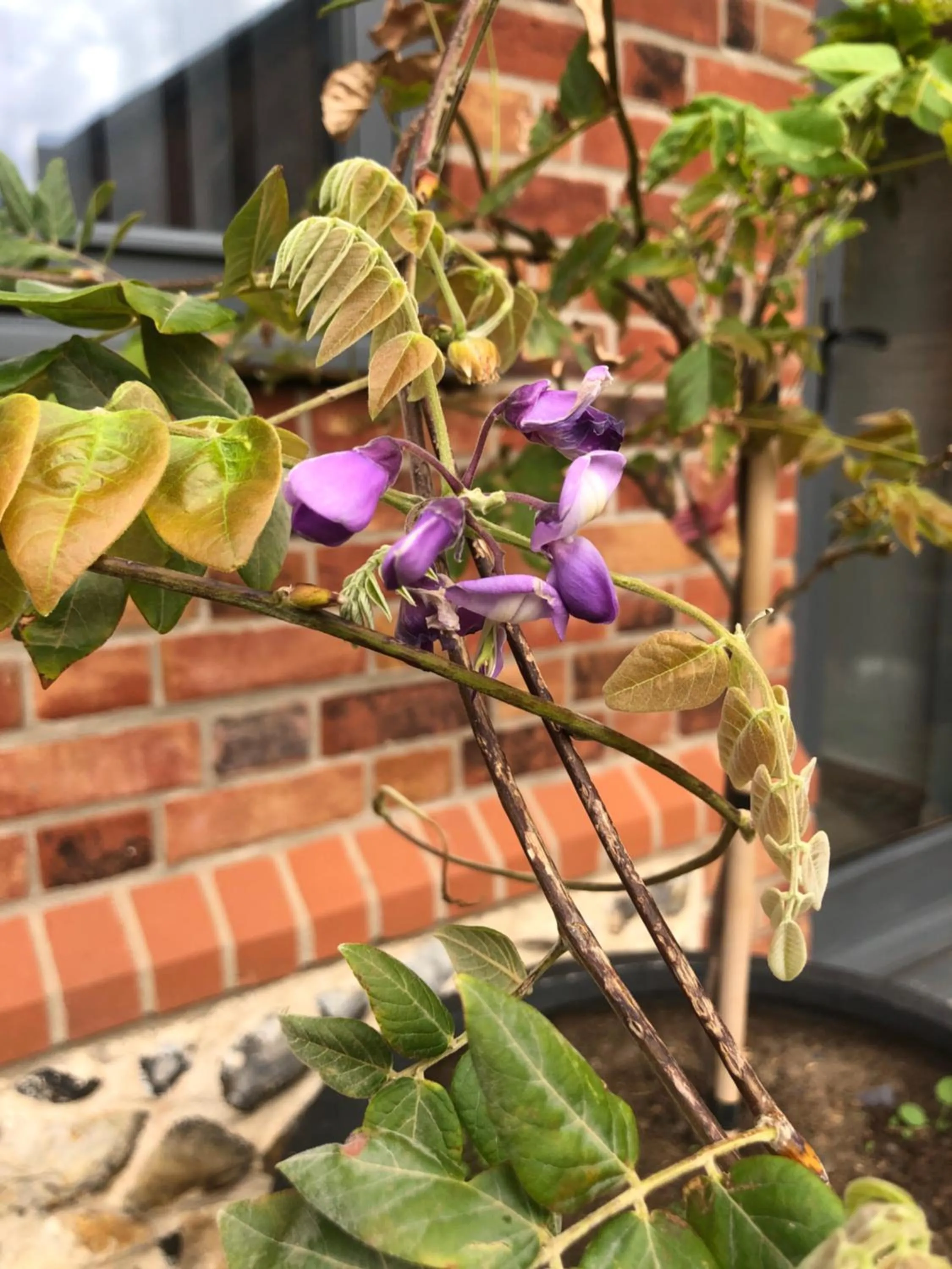 Garden in Bumble Barn Bed & Breakfast