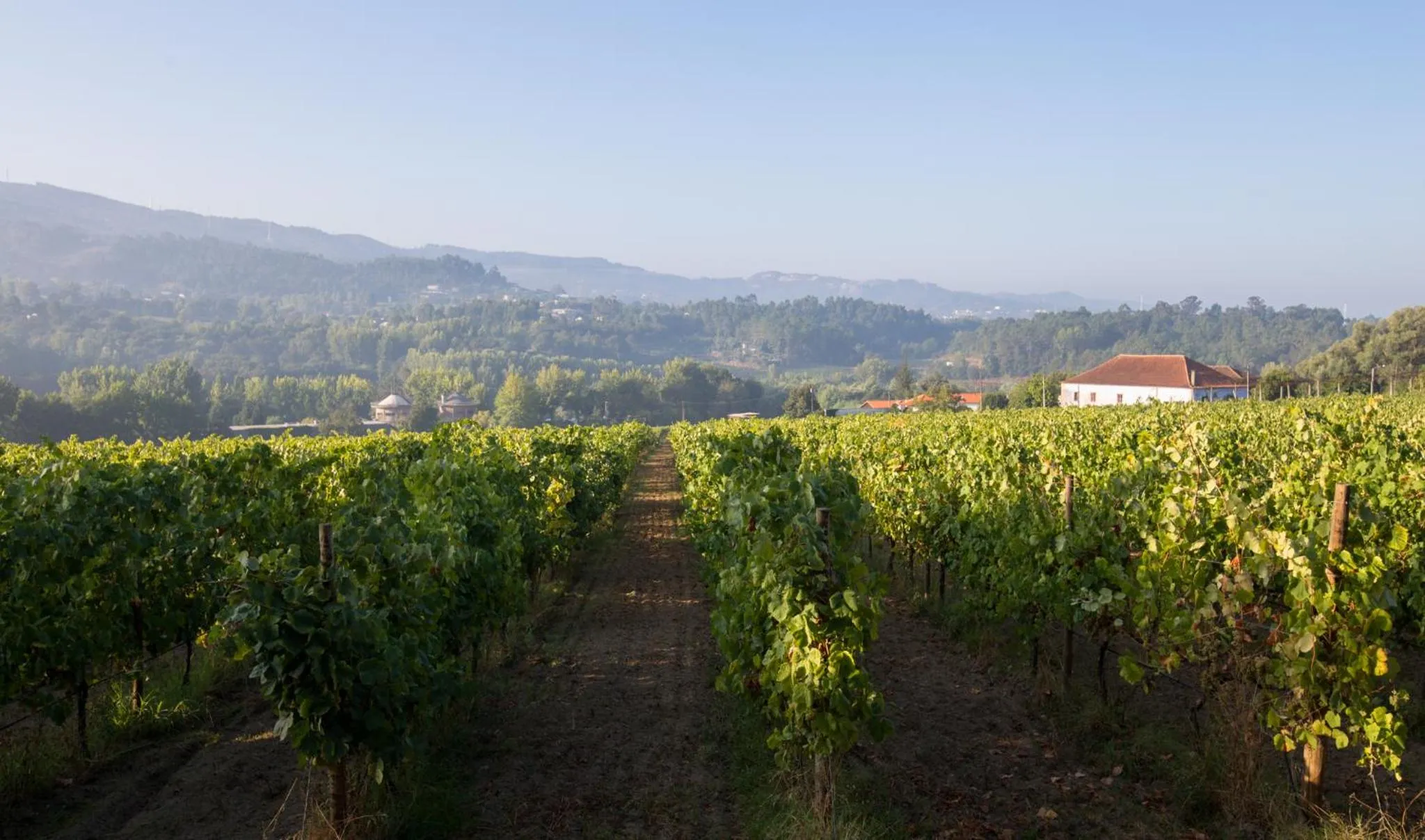Natural landscape in Casa Lata - Agroturismo e Enoturismo