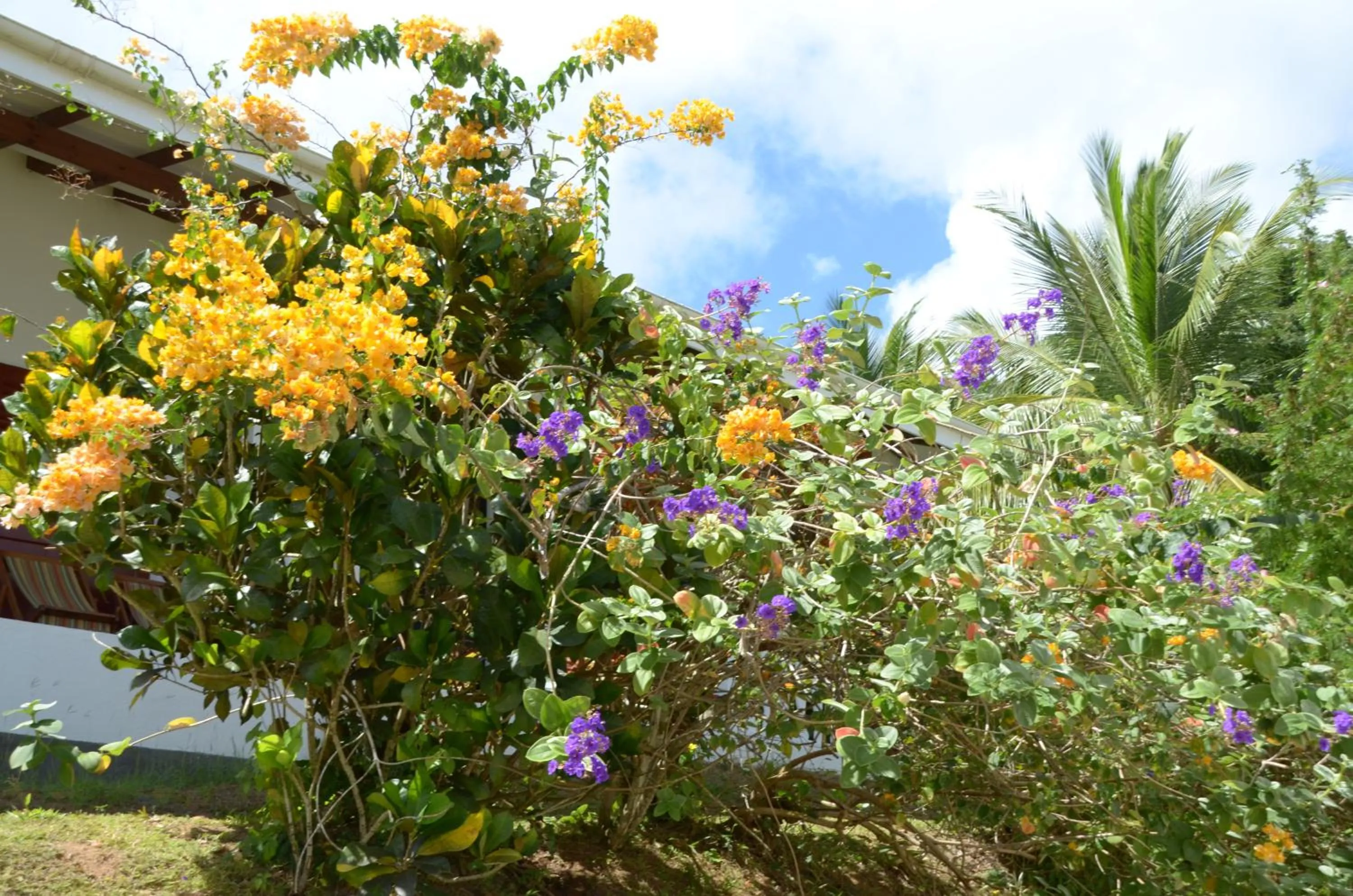 Garden in La Residence