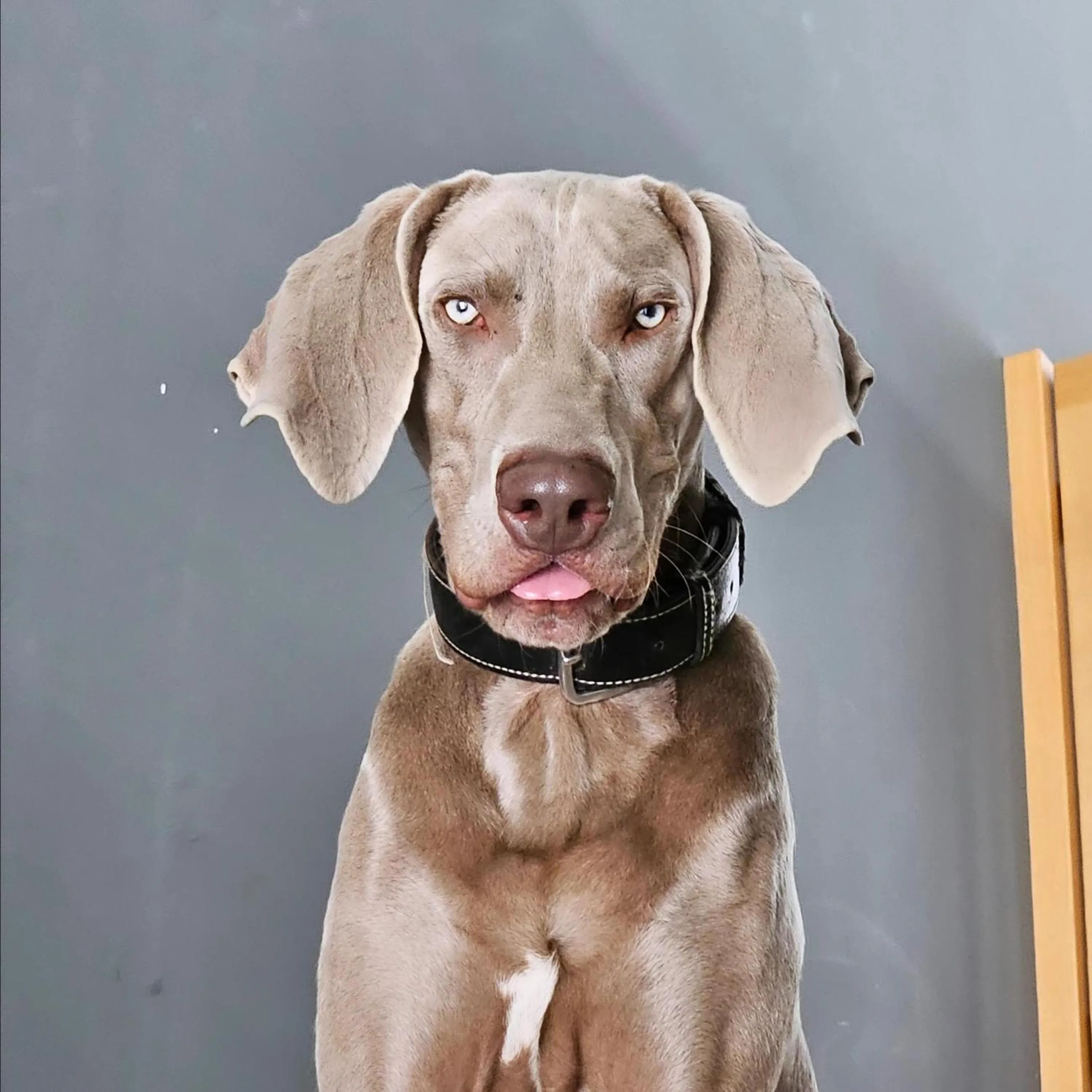 ALMMONTE PRÄCLARUM SUITES - Casual Boutique Hotel