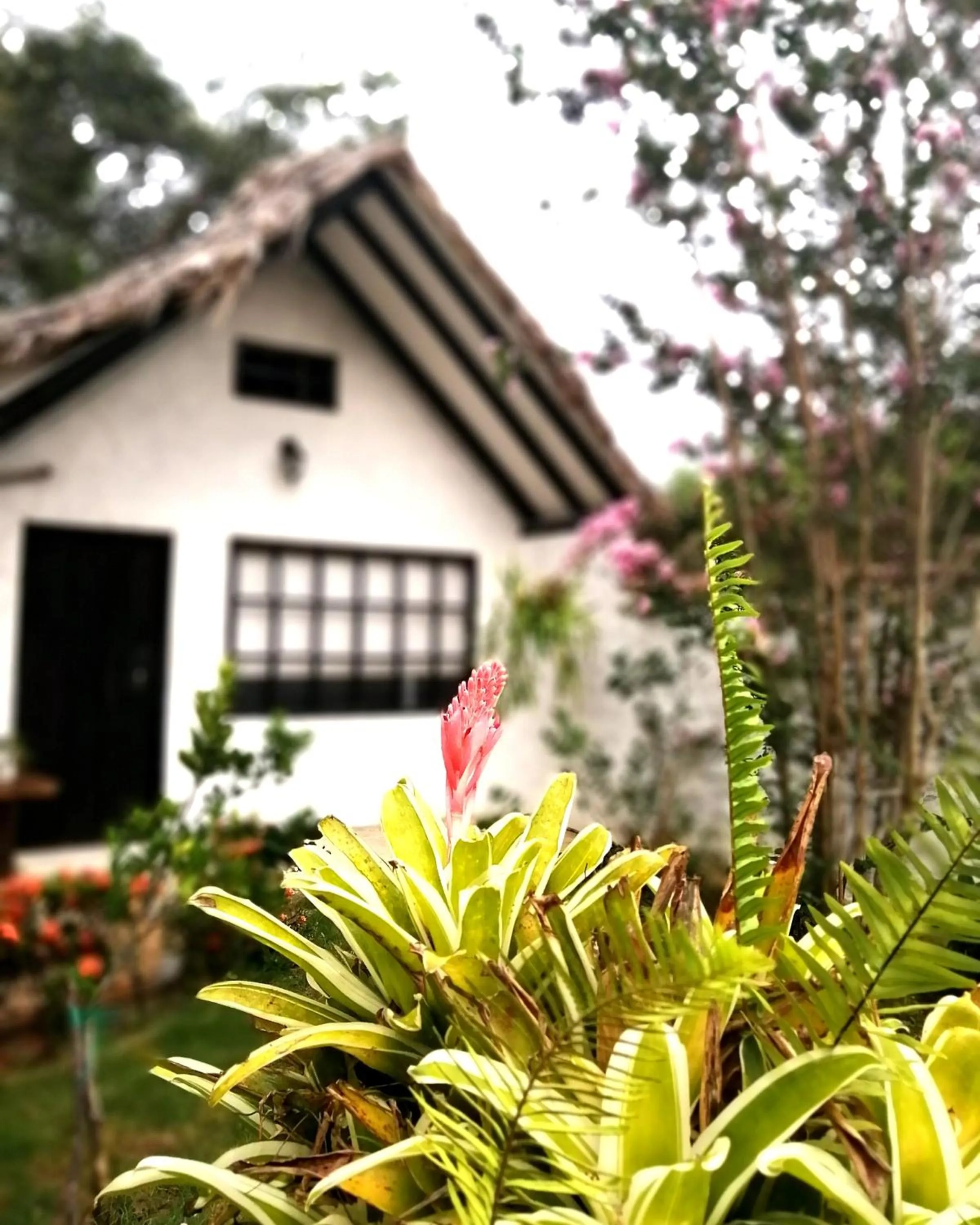 Natural landscape in Hostal Villa Cata