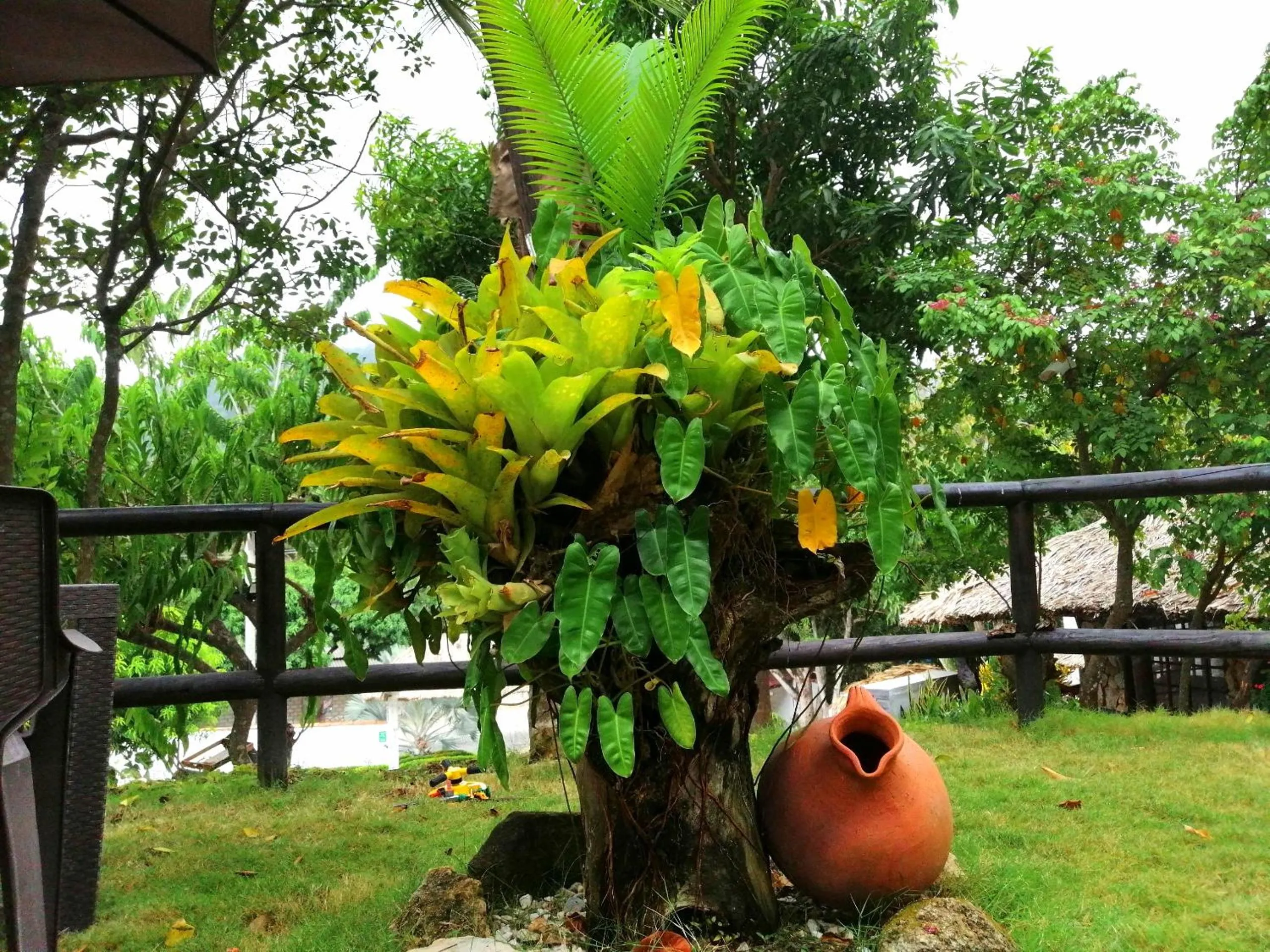 Garden in Hostal Villa Cata