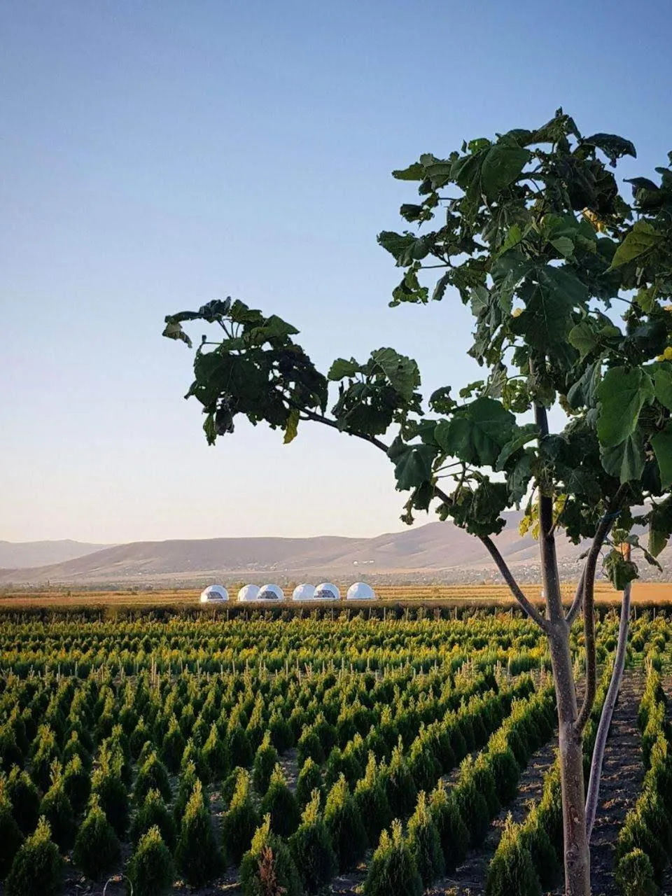 Natural landscape in Jewelberry Glamping Hotel Tbilisi