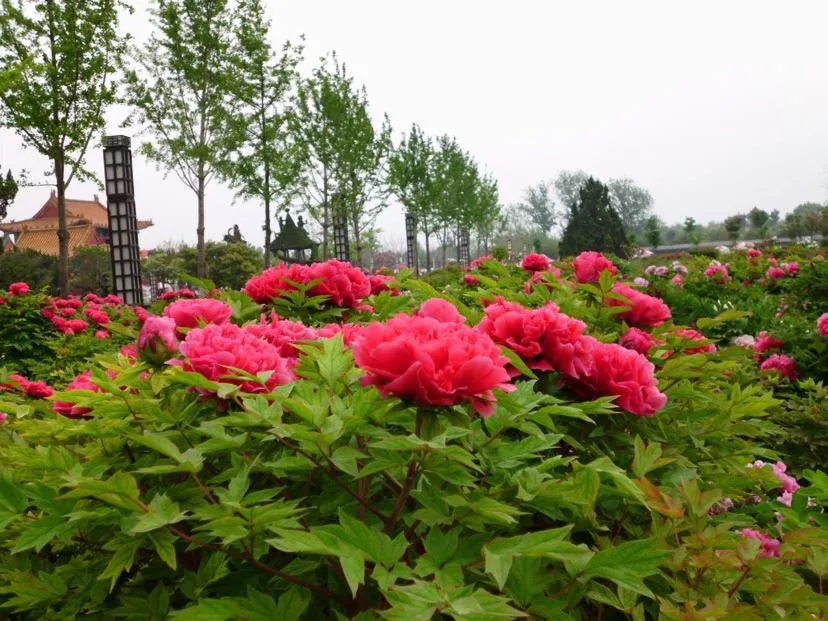 Lavande Hotel Heze University Road