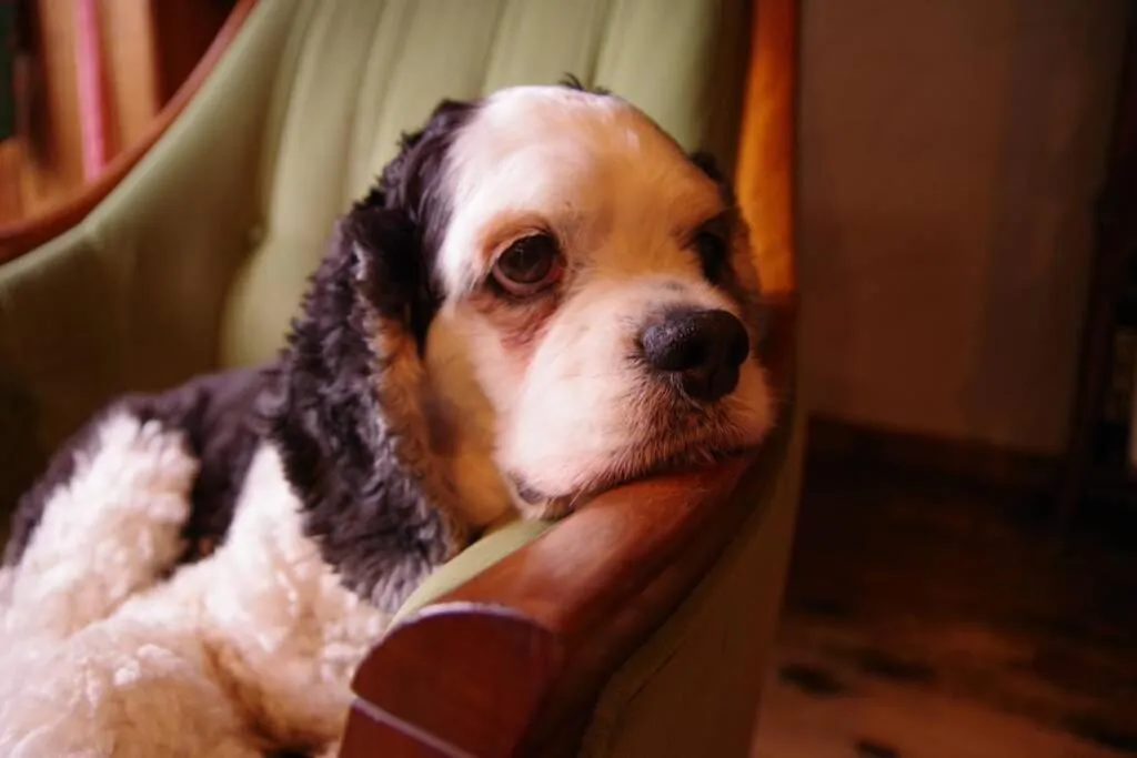 Pets in Miyajima Breeze