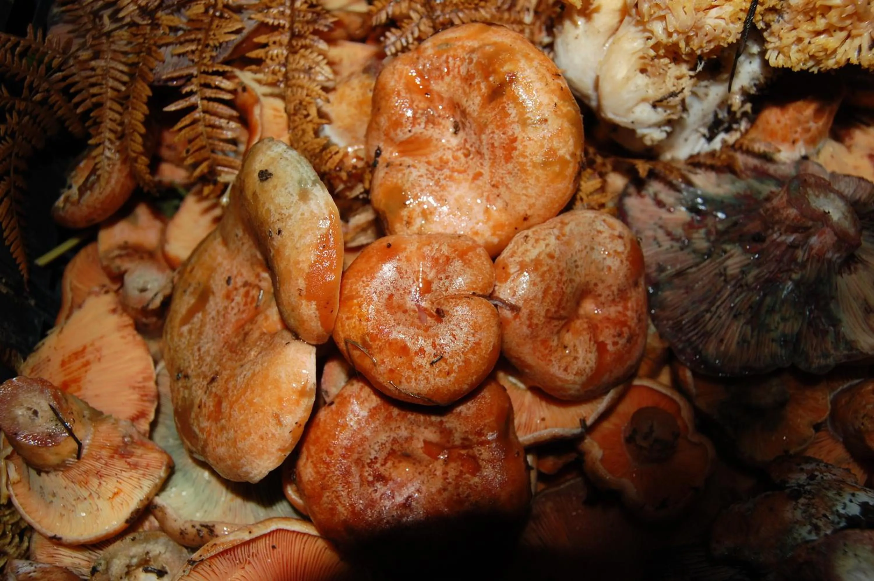 Rifugio Casello Margherita