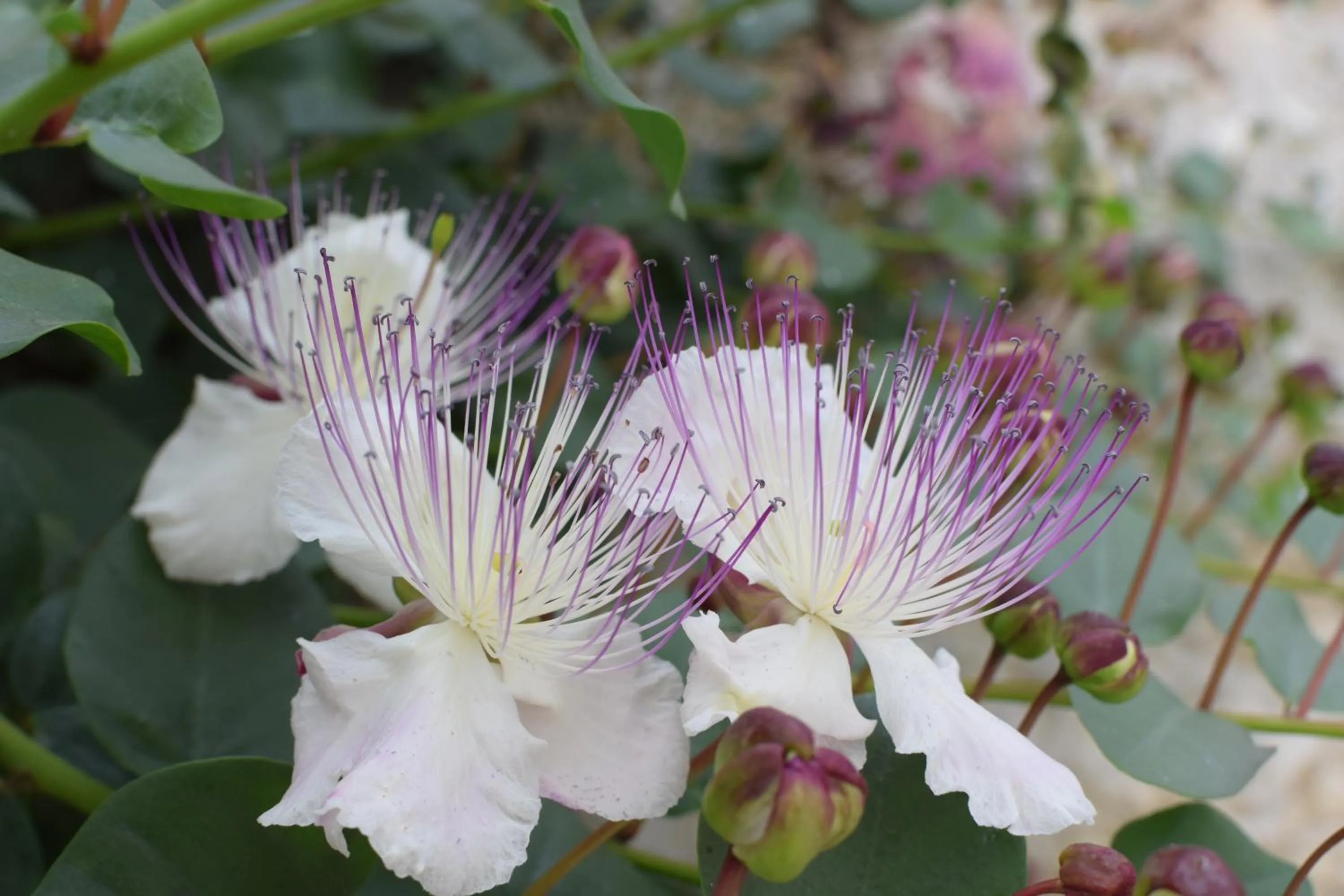 Decorative detail in Argeste Club Vacanze