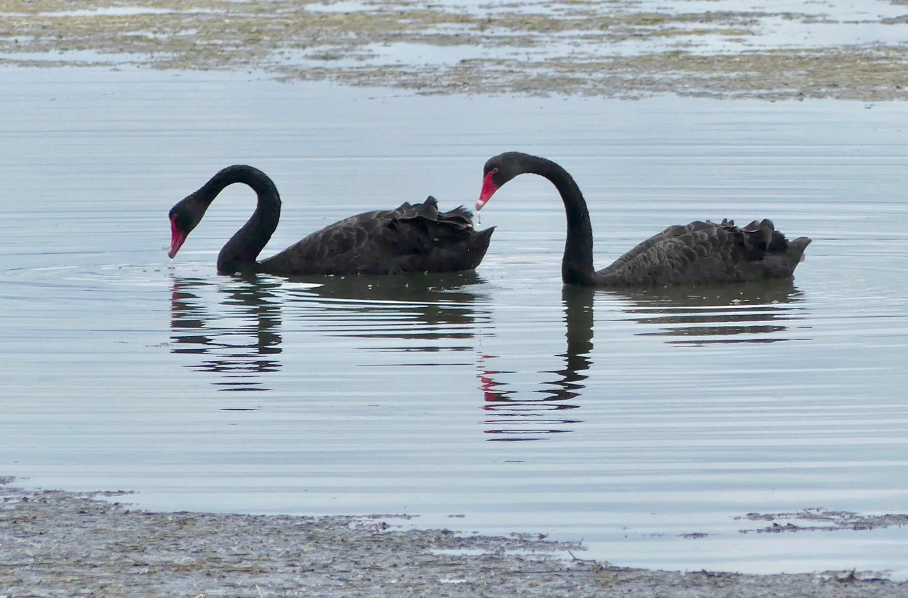 Lakes Resort Toukley