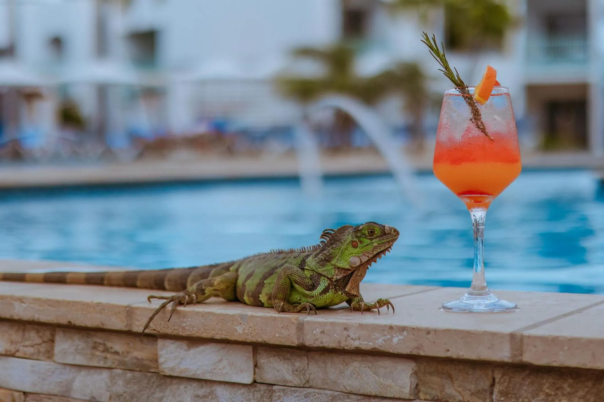 Animals in The Mill Resort and Suites