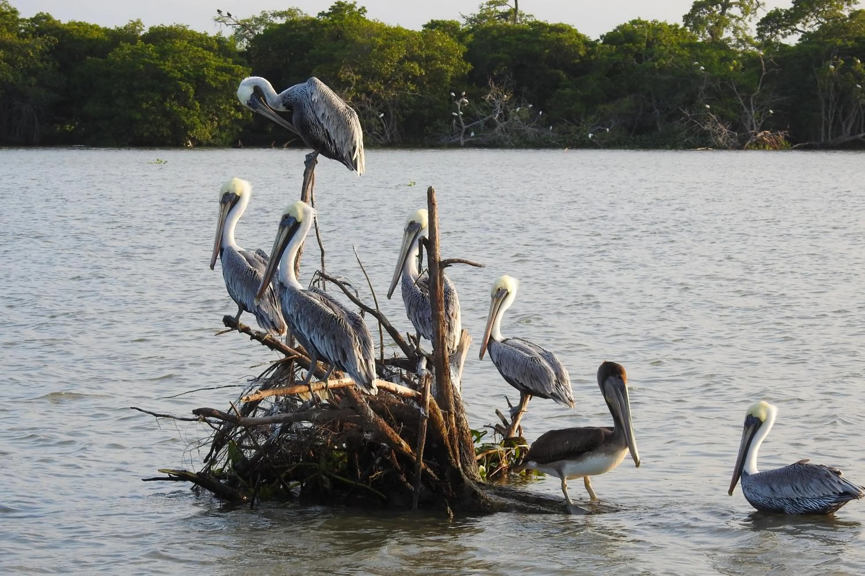 Animals in Don Luis Hostal - Sucursal Galeana - Tecolutla