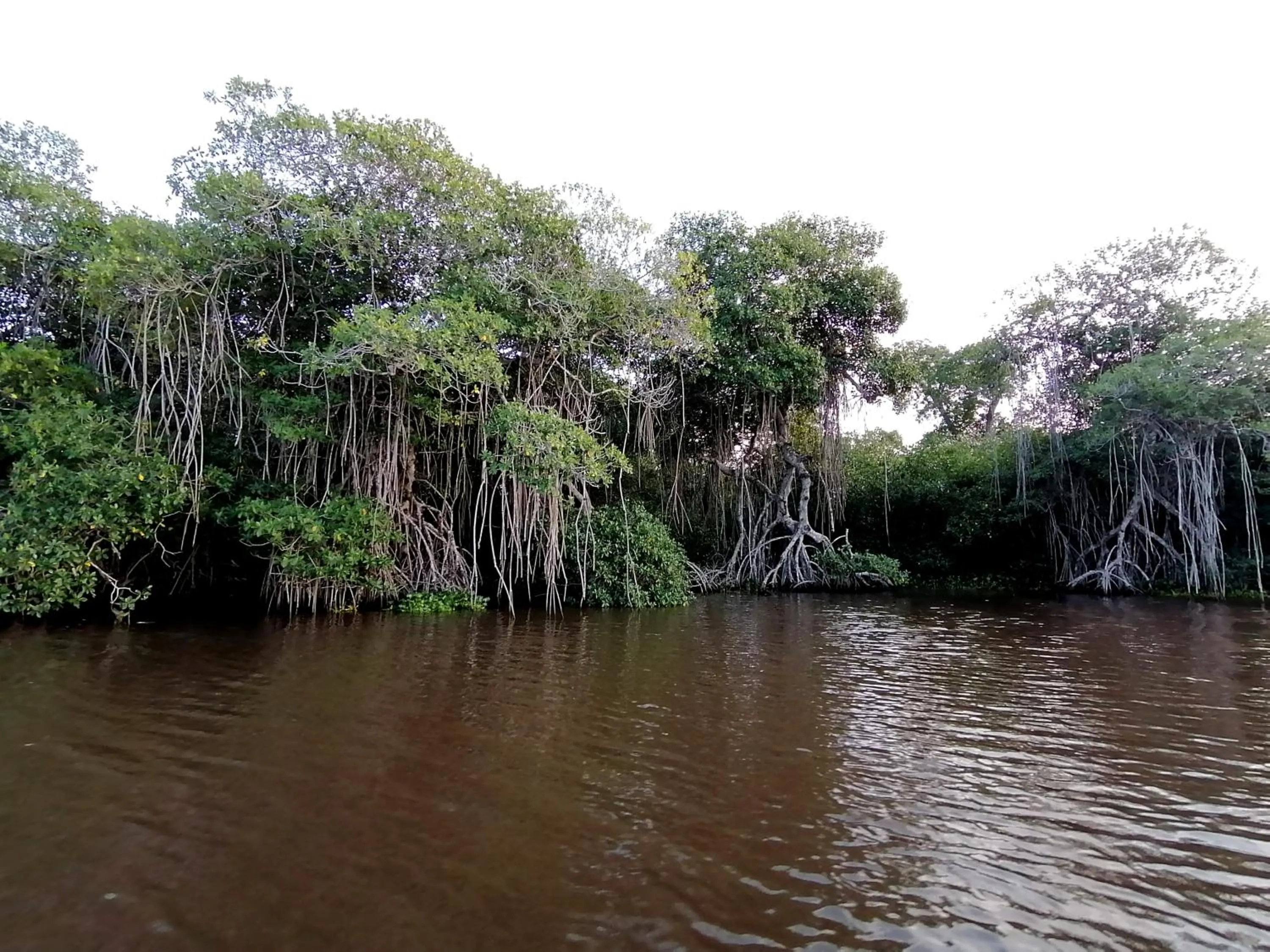 Natural landscape in Don Luis Hostal - Sucursal Galeana - Tecolutla