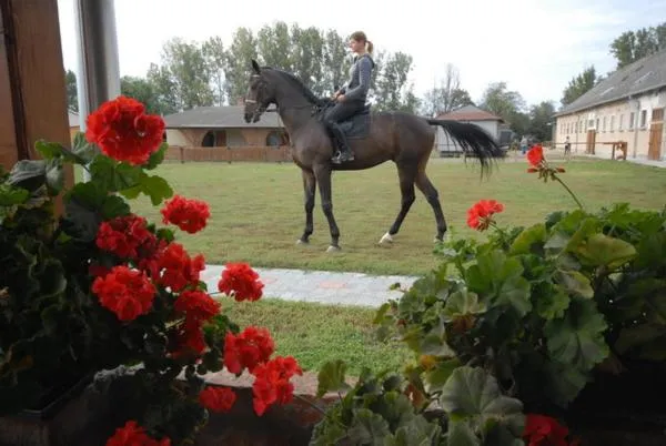 Viktória Lovas Panzió