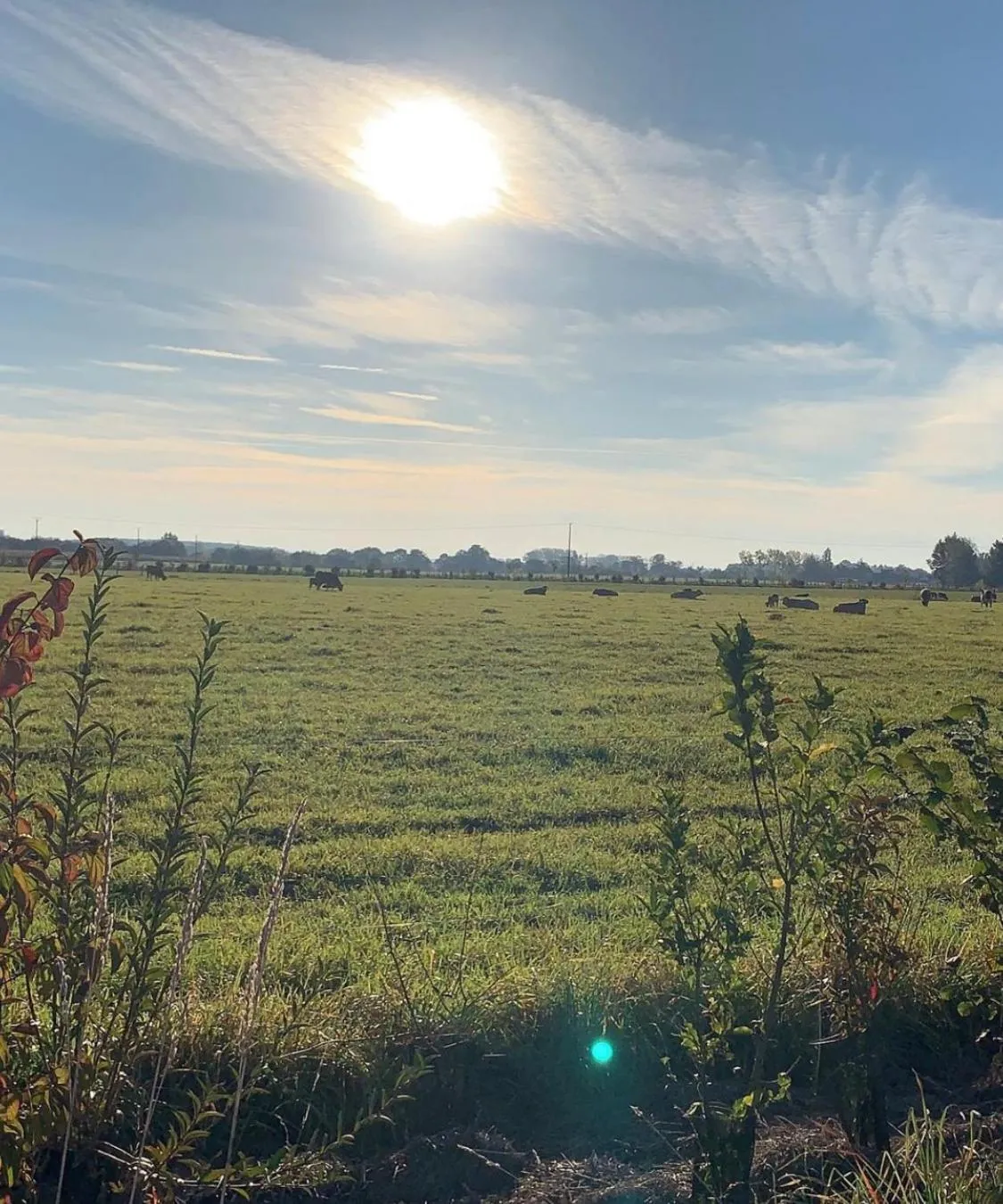 Spring in La Gouronerie