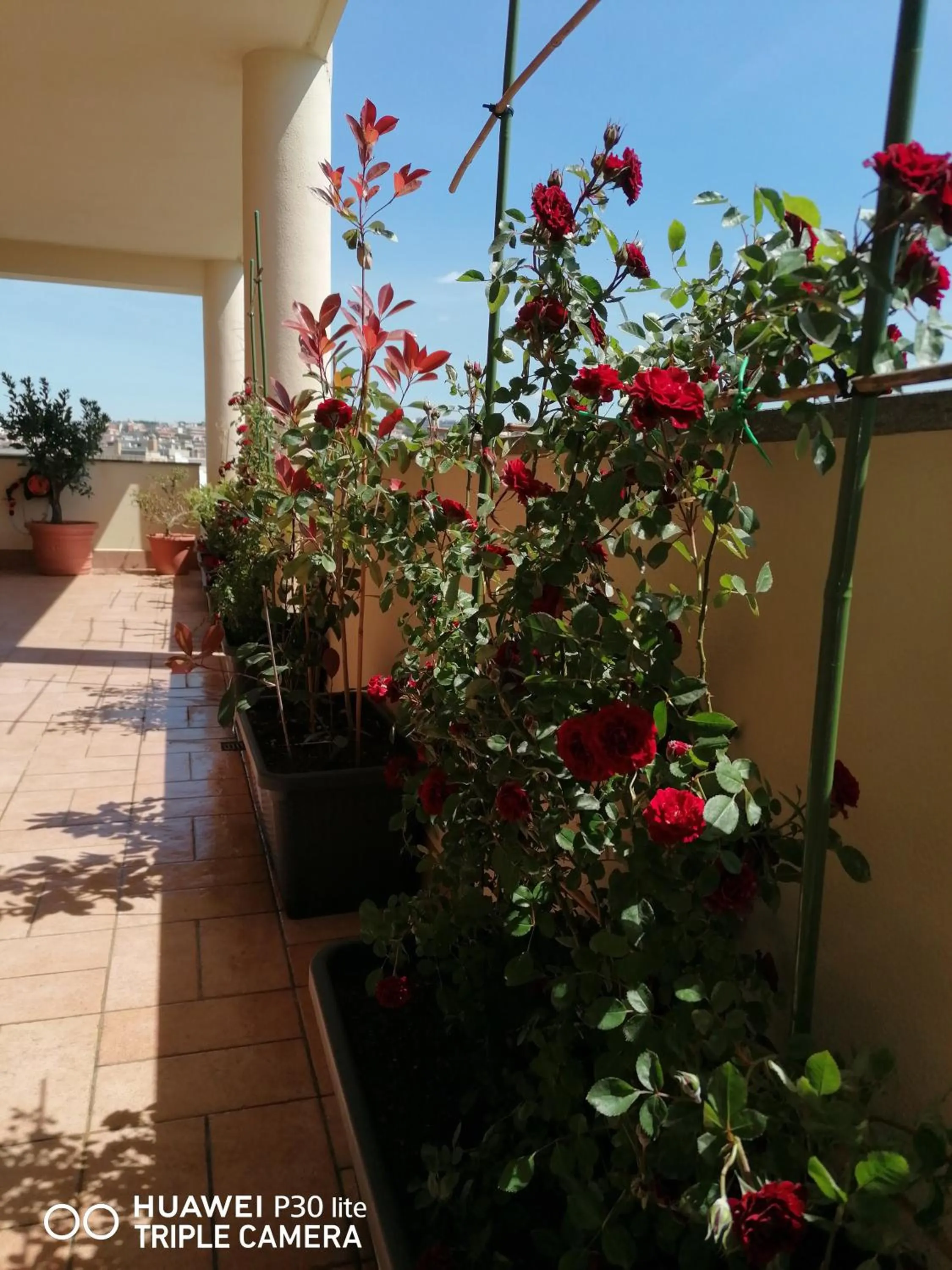 Balcony/Terrace in B&BYanet's Beautiful House