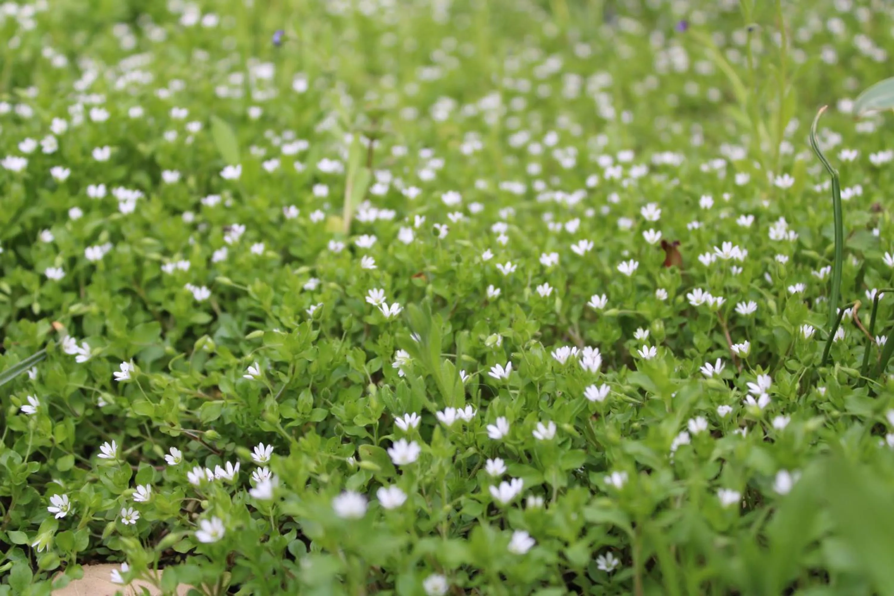 Garden view in JR's House