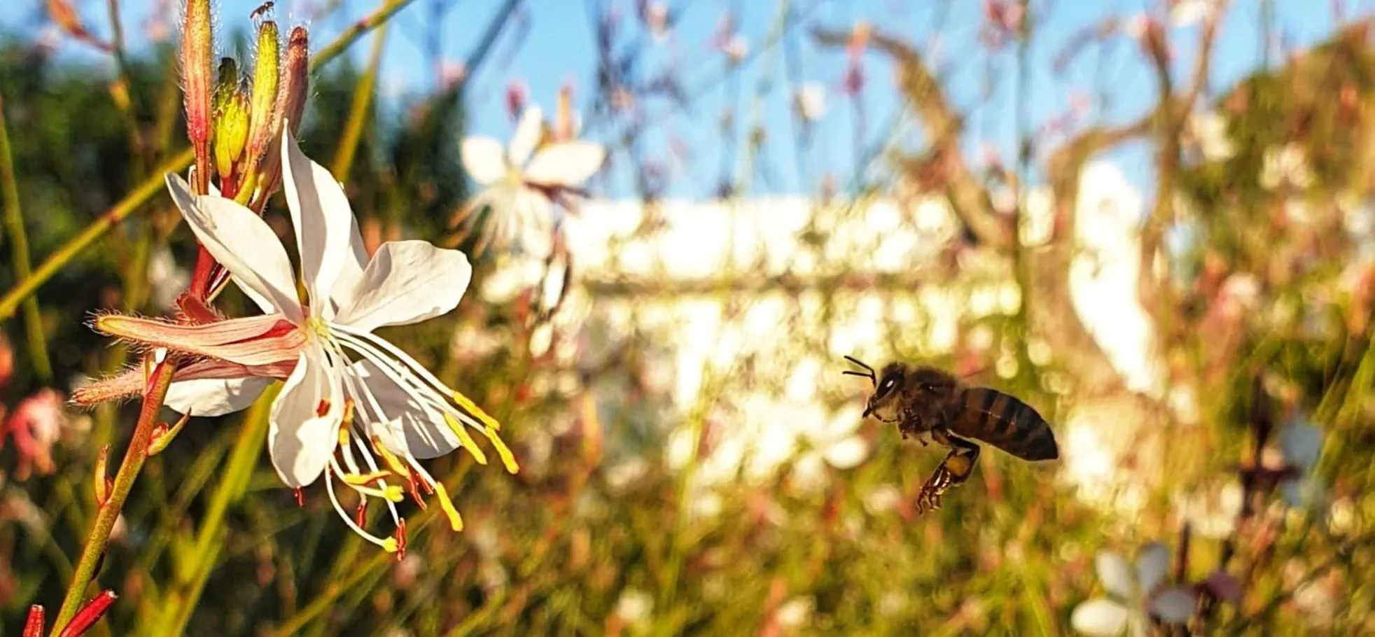 B&B Il giardino ritrovato