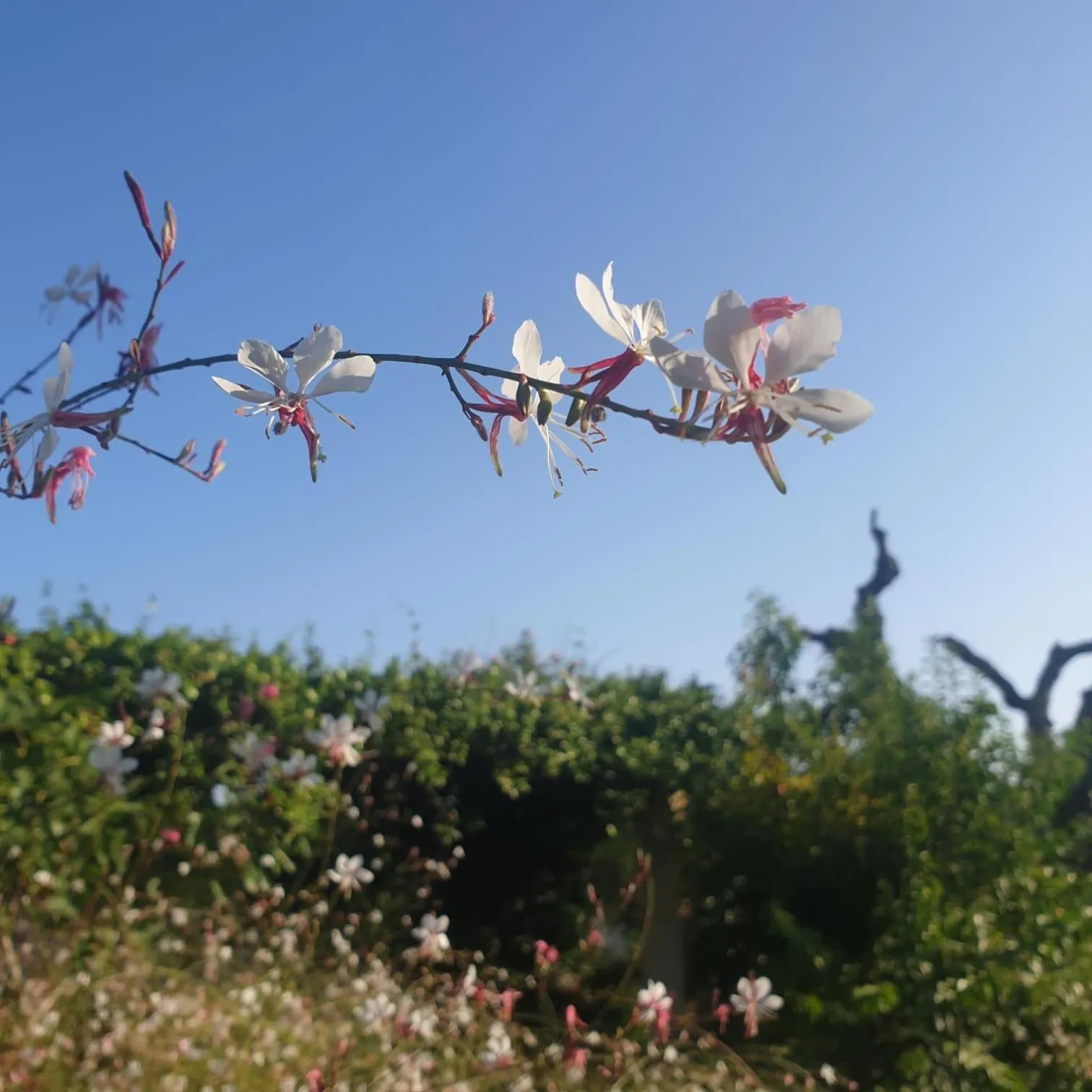 B&B Il giardino ritrovato