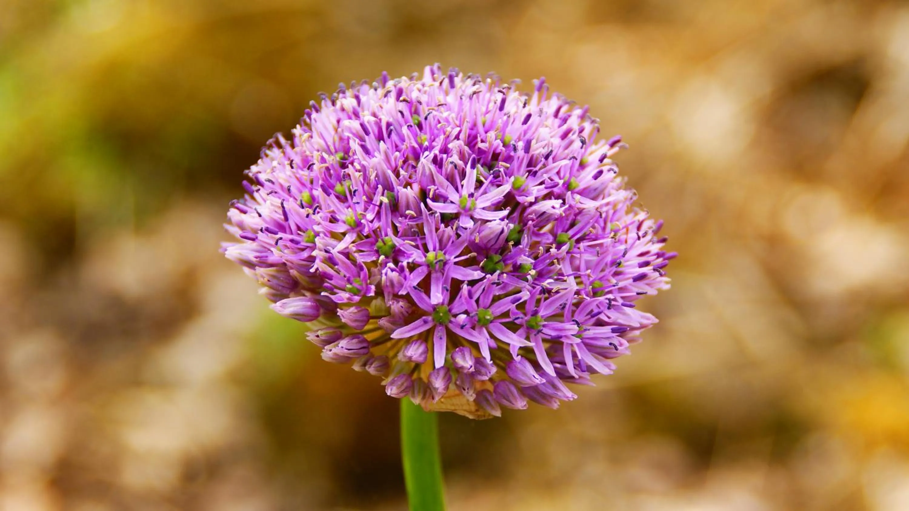 Garden in Rockville House B&B