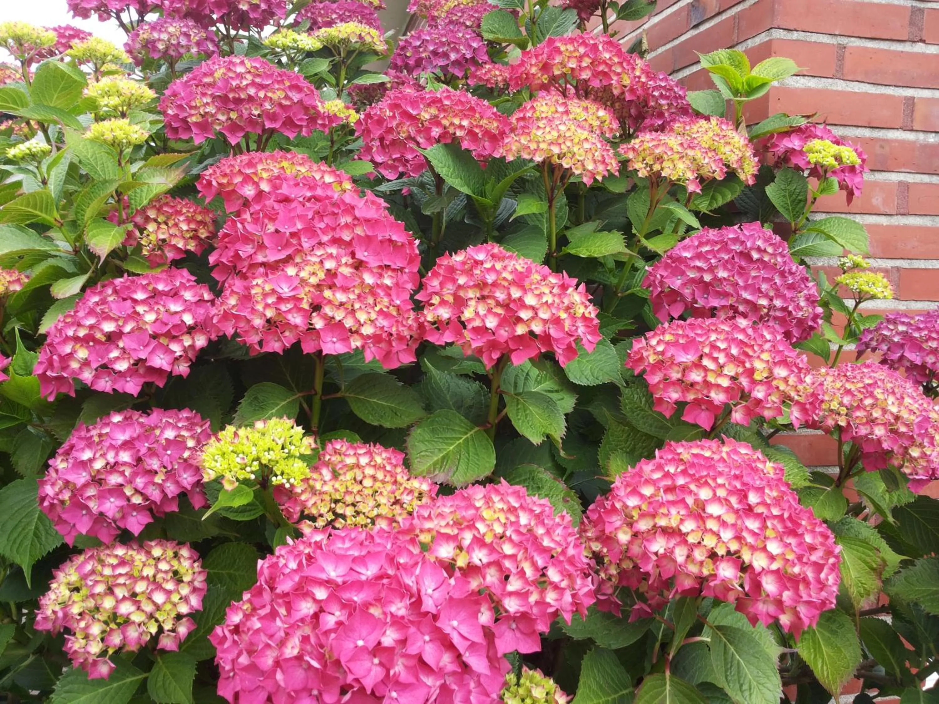 Garden in Haus Thorwarth - Hotel garni