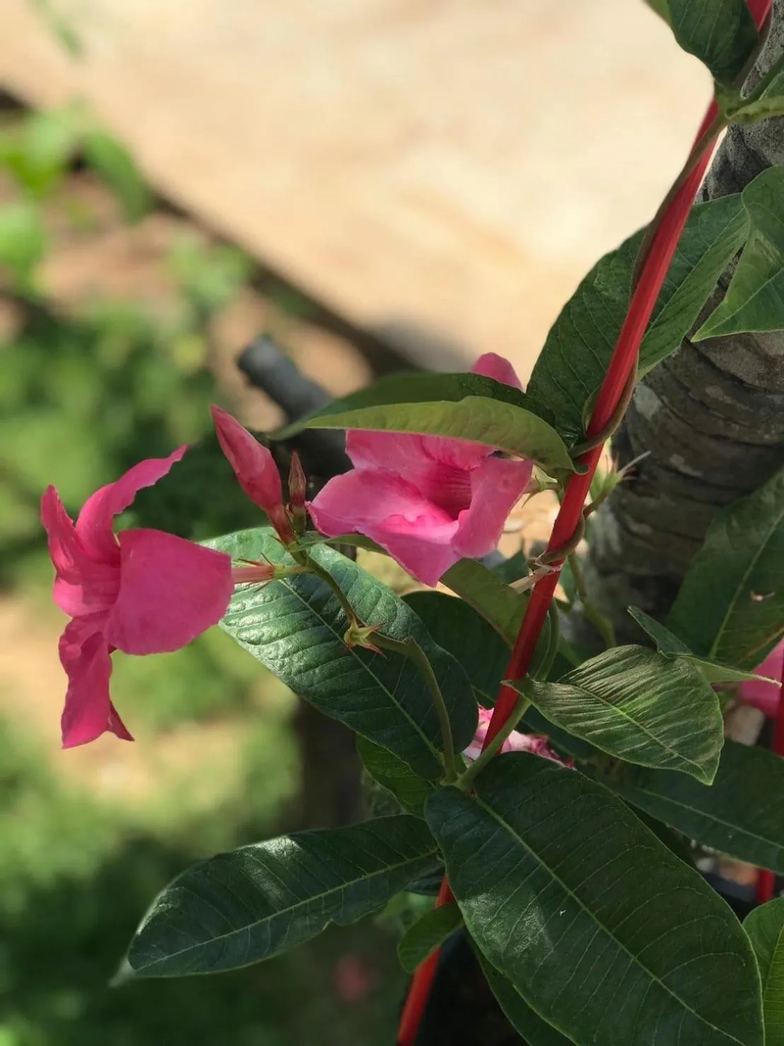Garden in Park Villa Chaiyaphume