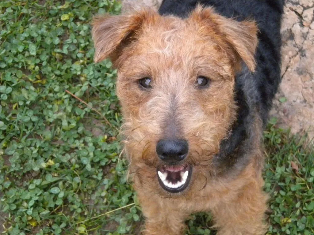 Pets in NS SUITE SAURIS