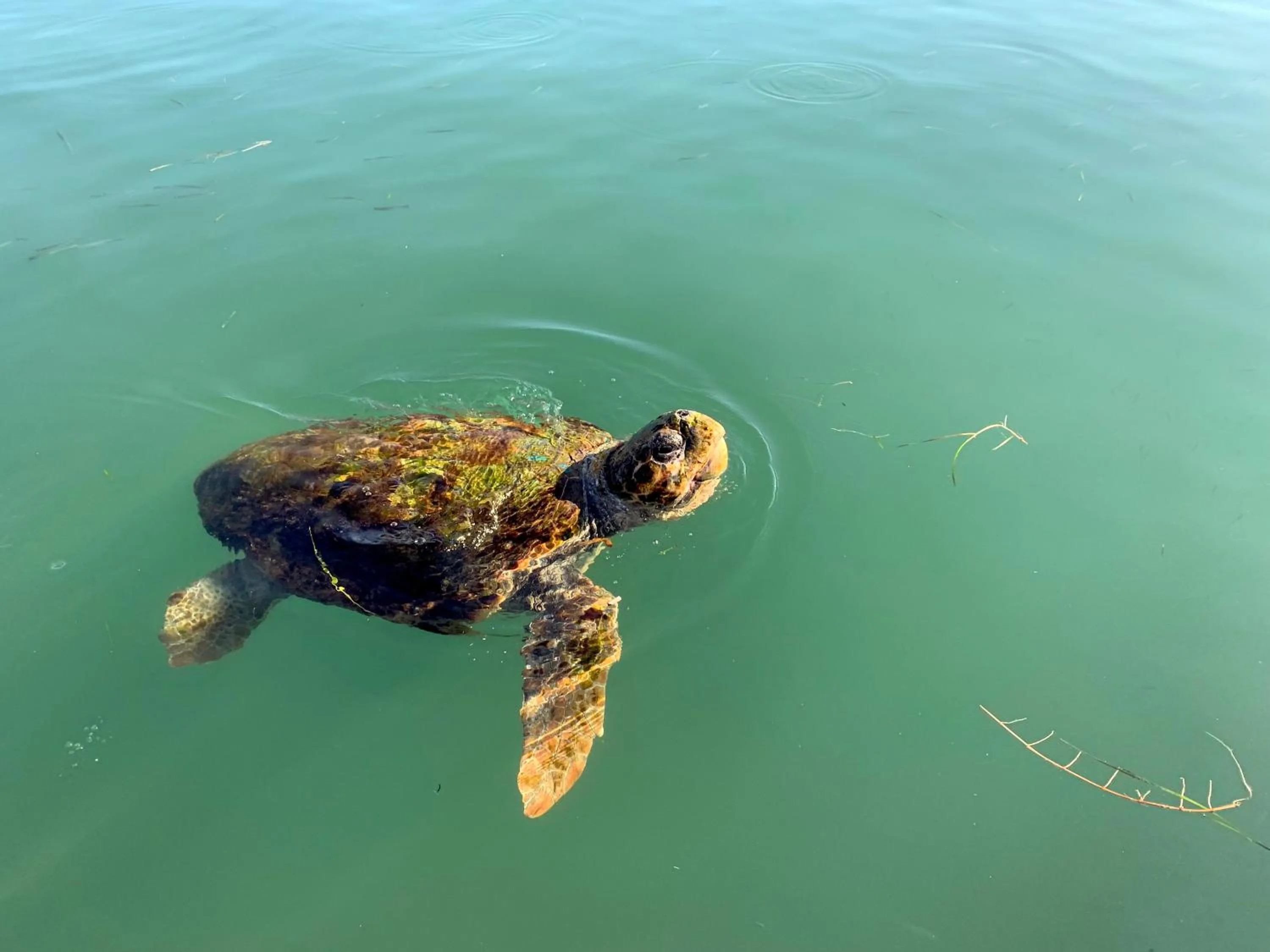 Natural landscape in Rouchotas Apartments
