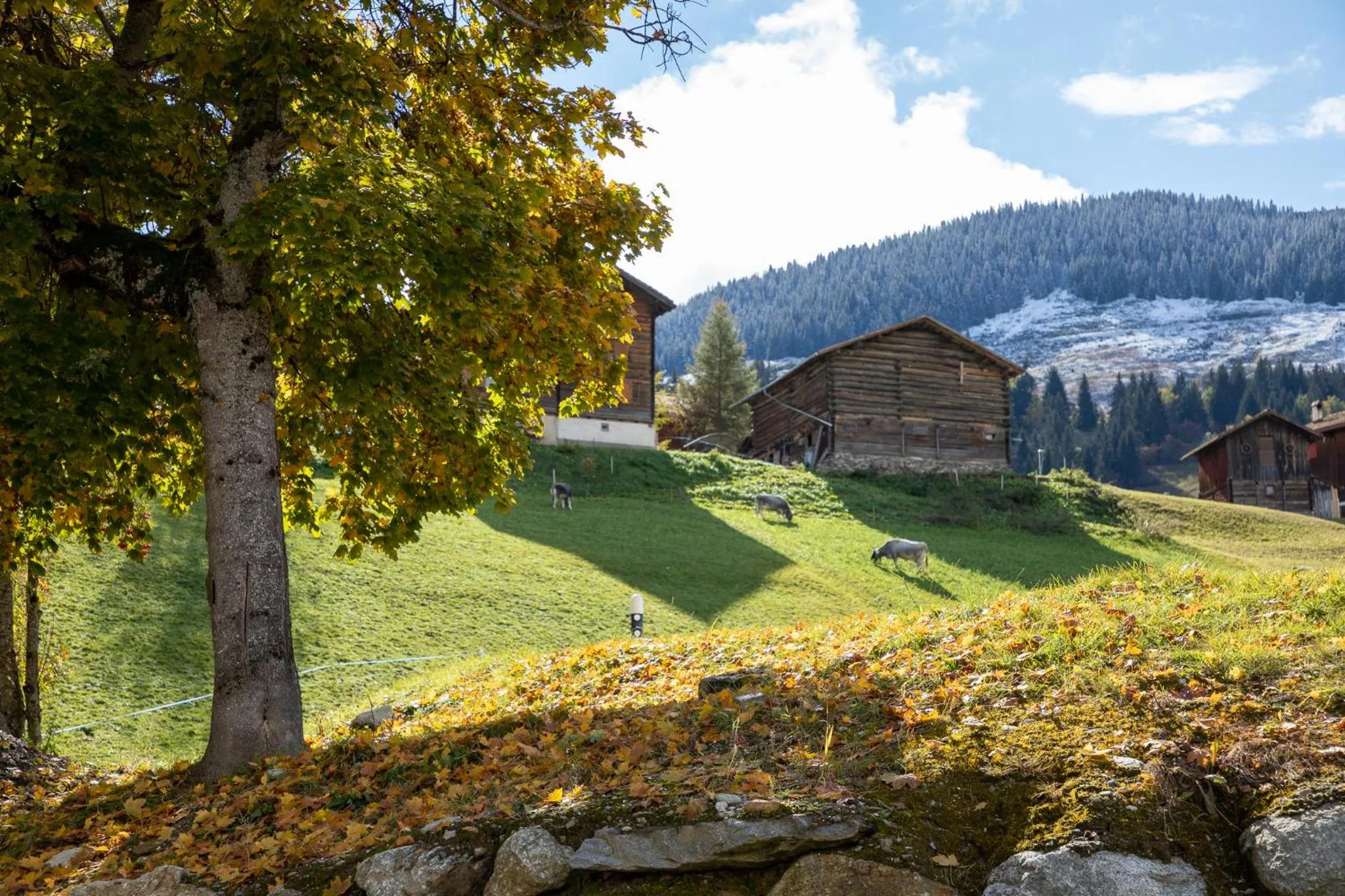 View (from property/room) in Alpenlodge Val Gronda