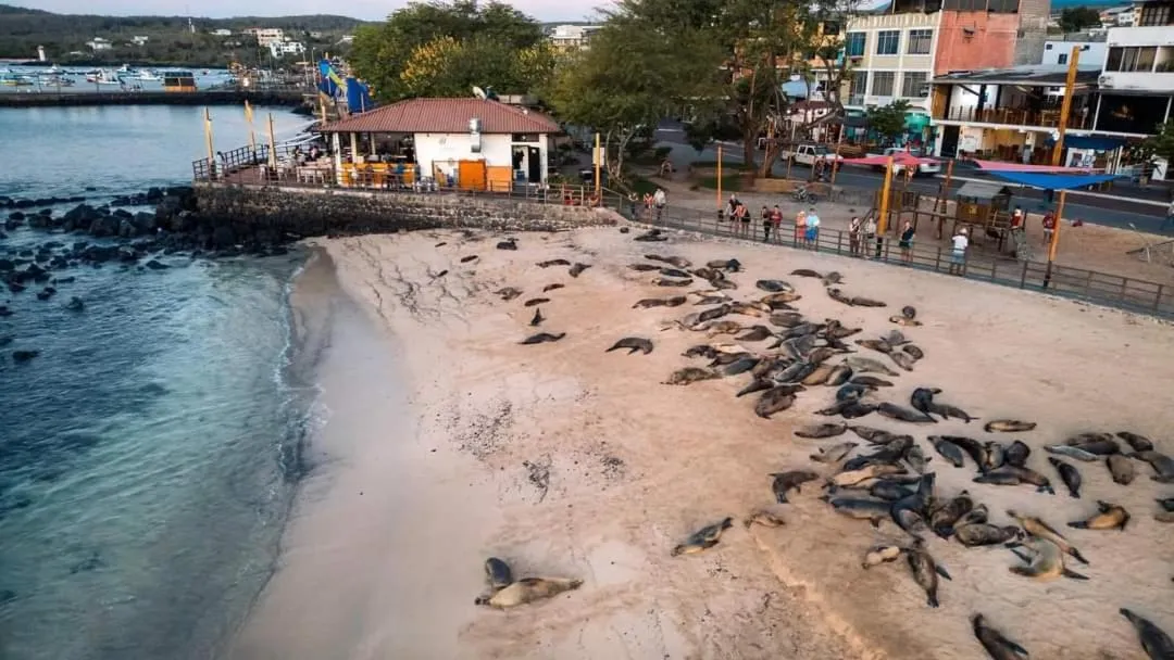 Royal Galápagos Inn