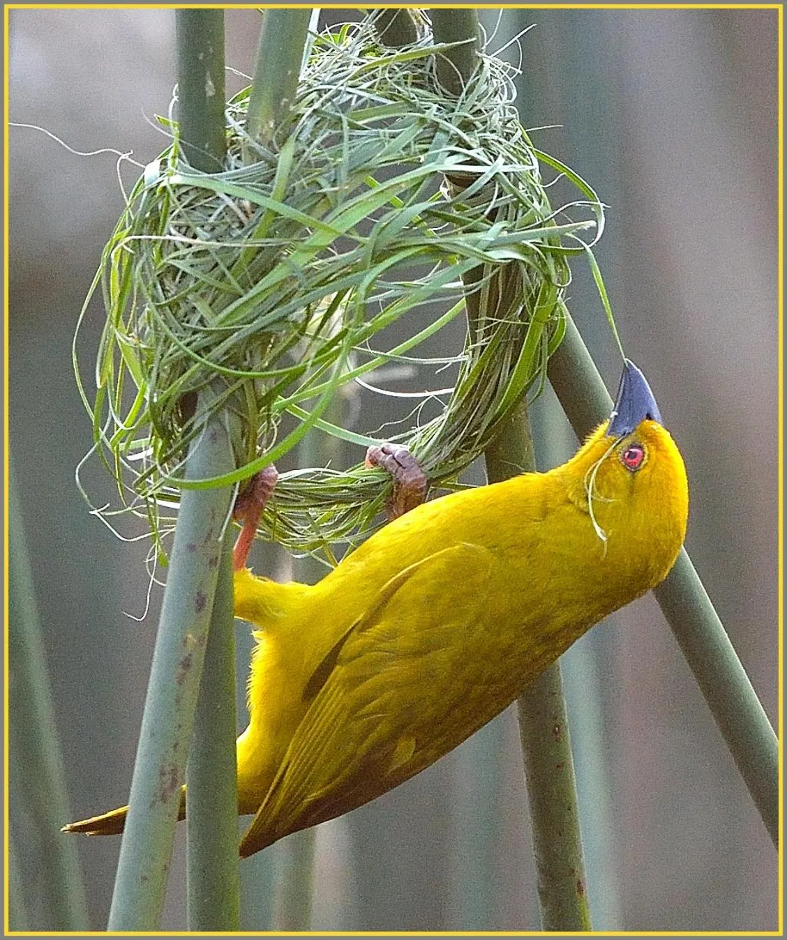 Animals in Aquanzi Lodge