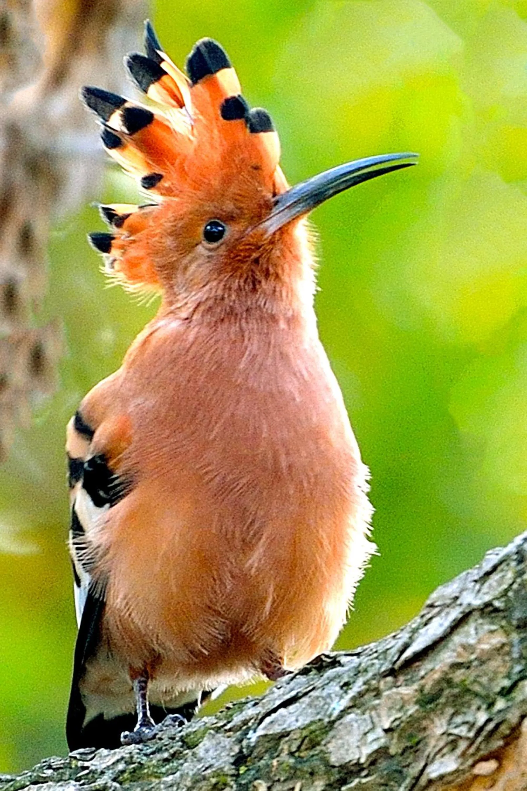 Animals in Aquanzi Lodge