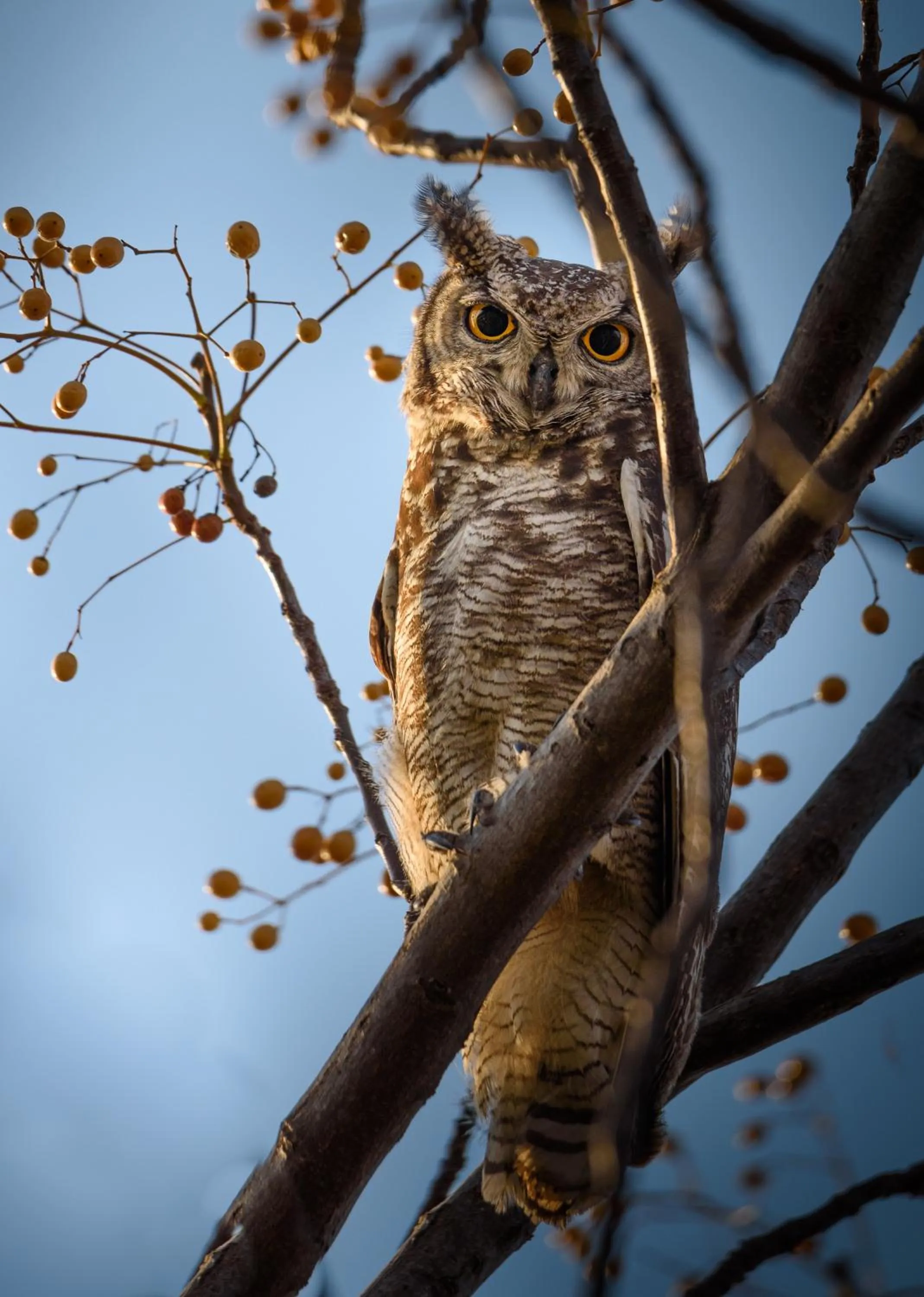 Animals in Aquanzi Lodge